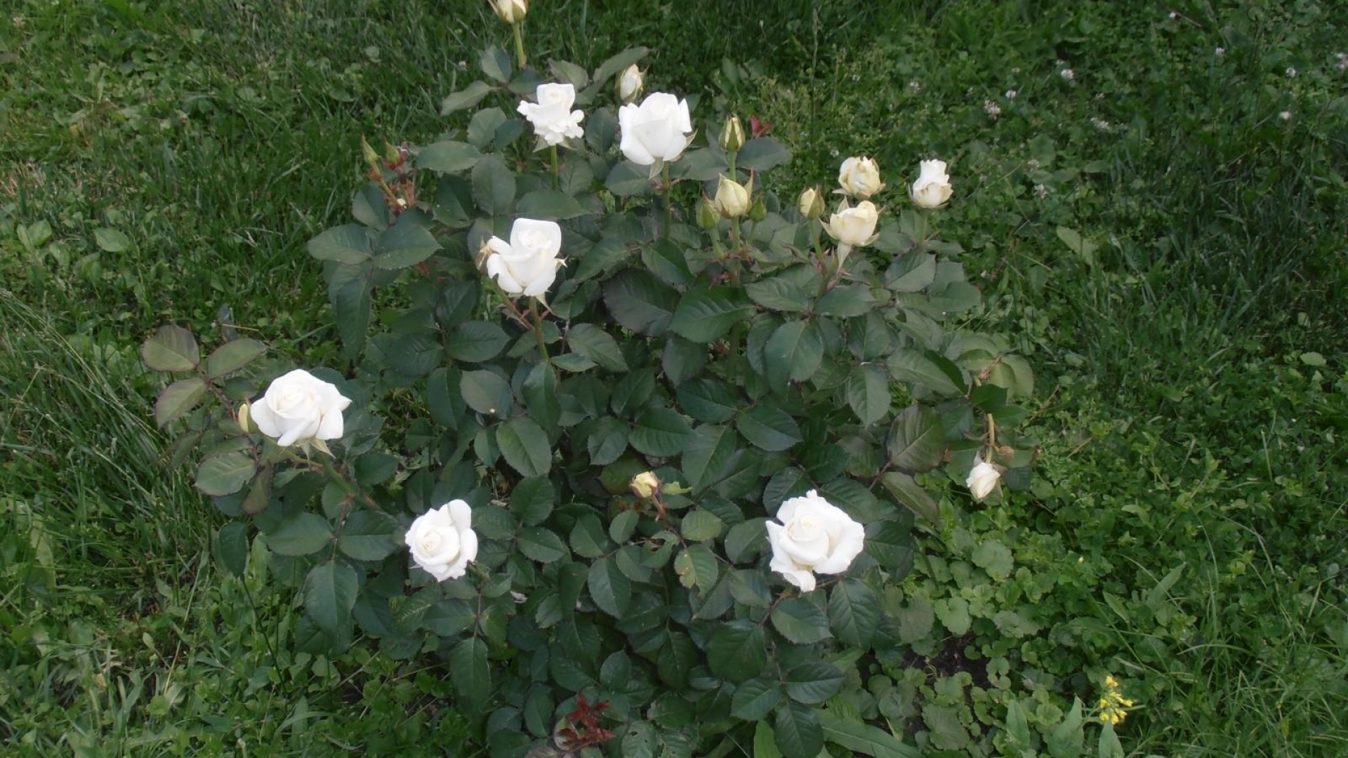 Flores Blancas en el Campo de Hierba Verde. Wallpaper in 1920x1080 Resolution