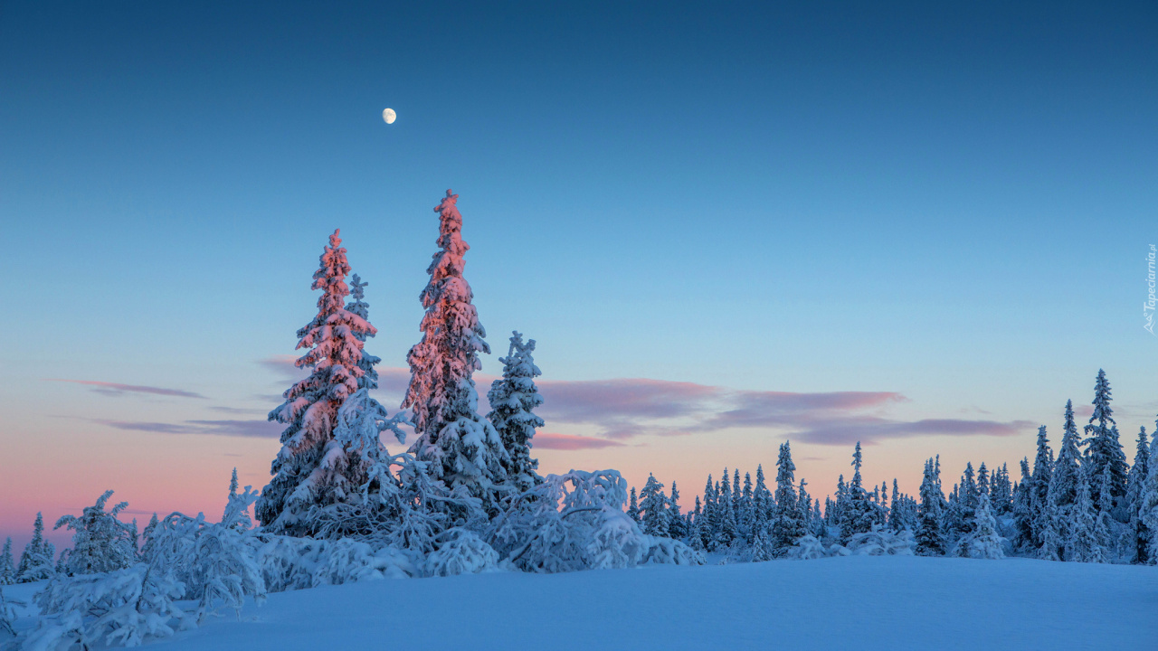 Tagsüber Mit Schnee Bedeckte Grüne Kiefern. Wallpaper in 1280x720 Resolution