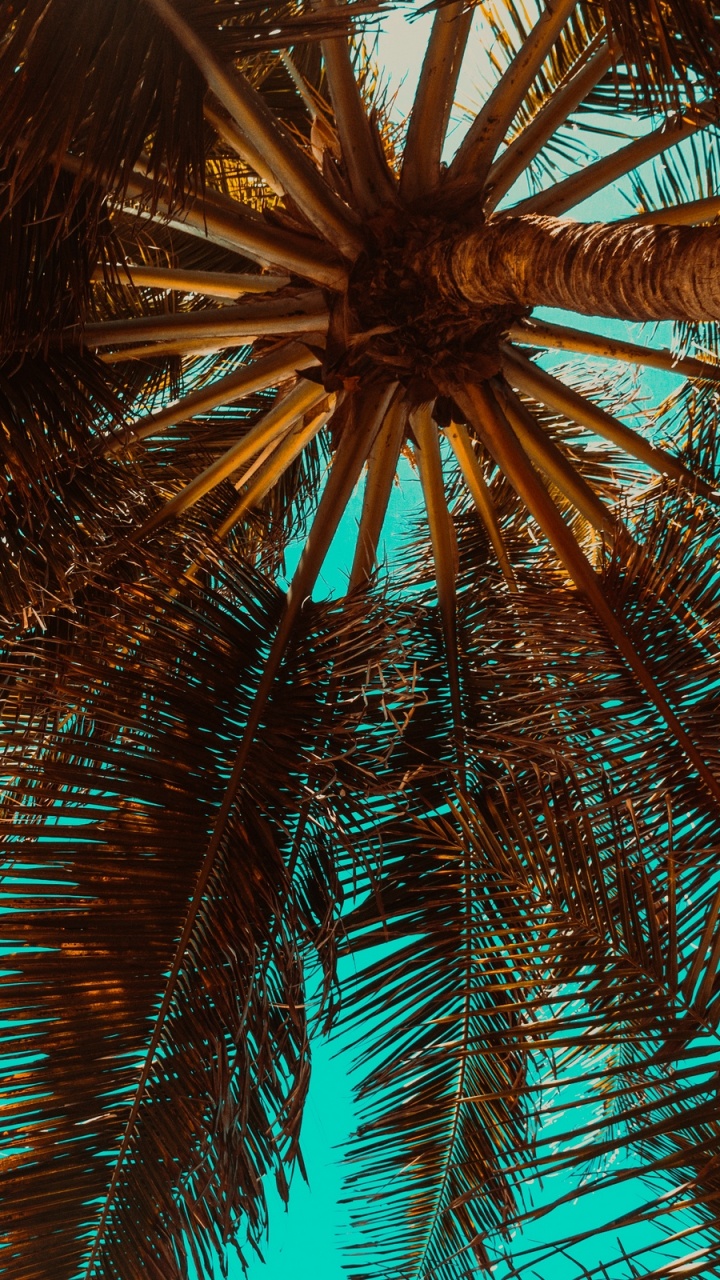 Green Palm Tree Under Blue Sky During Daytime. Wallpaper in 720x1280 Resolution
