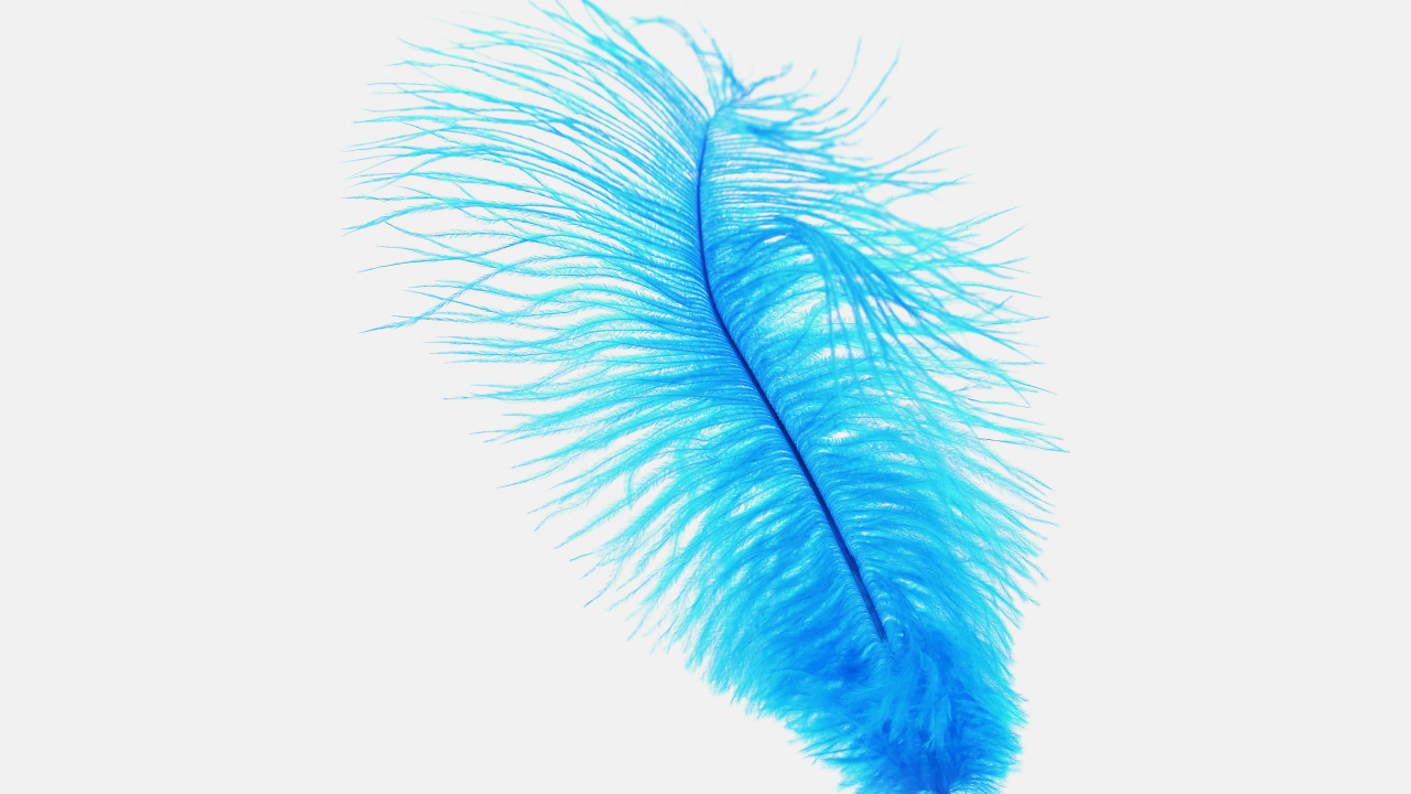 Brown Feather on White Background. Wallpaper in 1280x720 Resolution