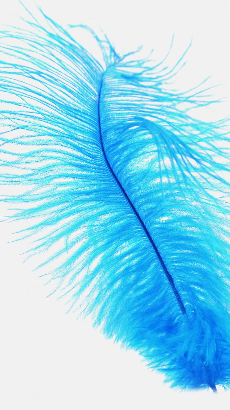 Brown Feather on White Background. Wallpaper in 750x1334 Resolution