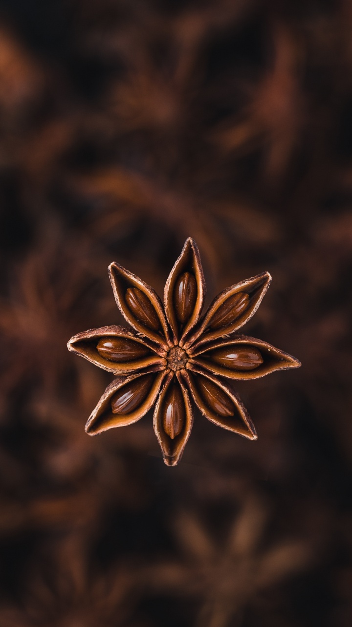 Sternanis, Spice, Blütenblatt, Wildflower, Metall. Wallpaper in 720x1280 Resolution