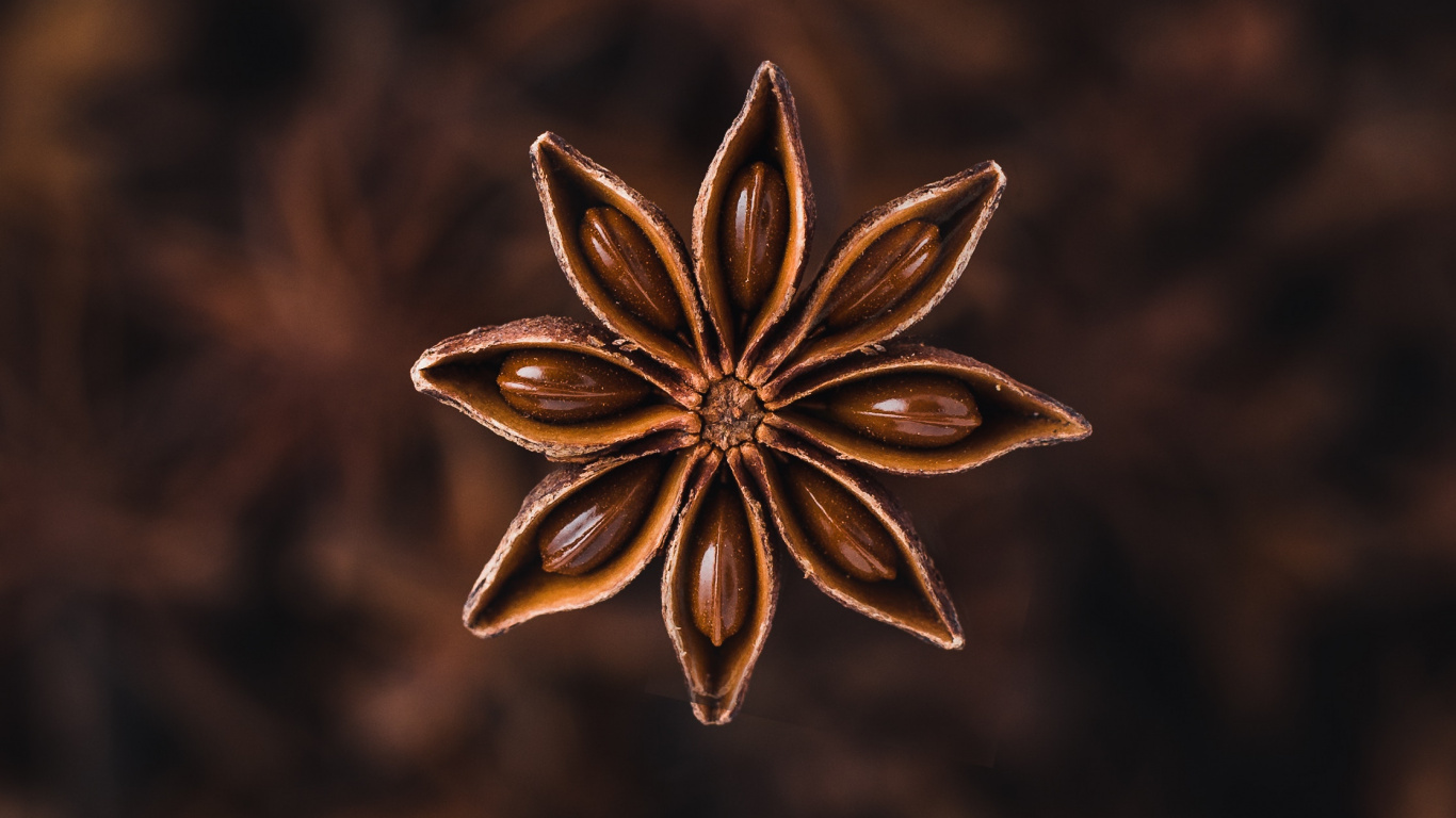 Star Anise, Anise, Spice, Plant, Flower. Wallpaper in 1366x768 Resolution