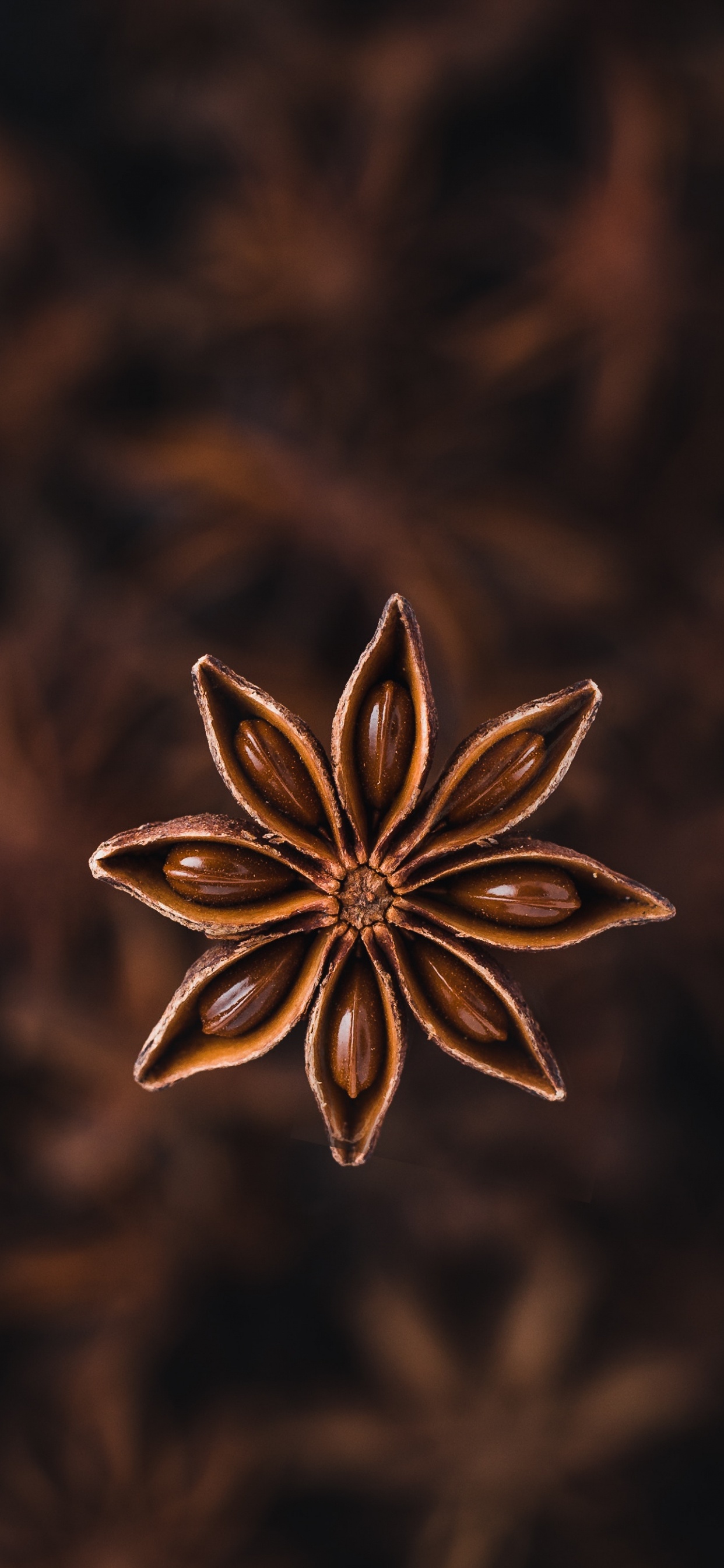 Anís Estrellado, Anis, Especia, Pétalo, Flores Silvestres. Wallpaper in 1242x2688 Resolution