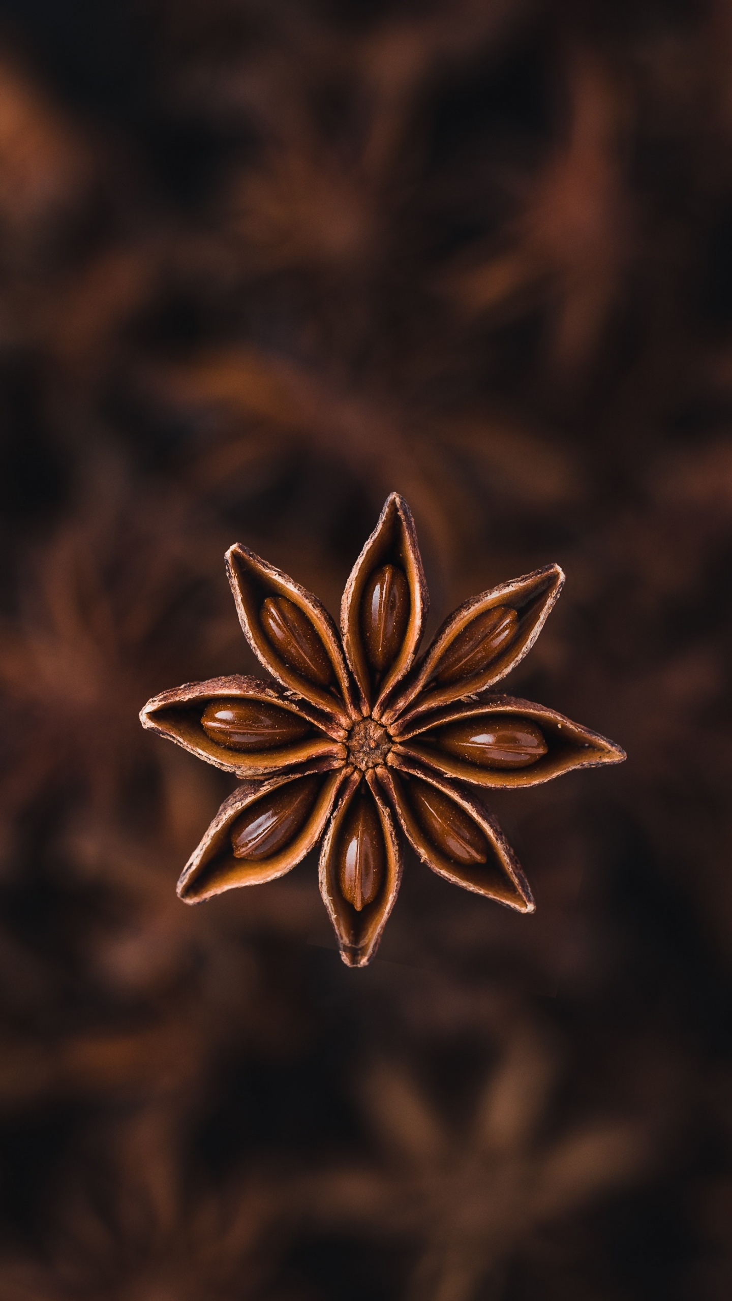 Anís Estrellado, Anis, Especia, Pétalo, Flores Silvestres. Wallpaper in 1440x2560 Resolution