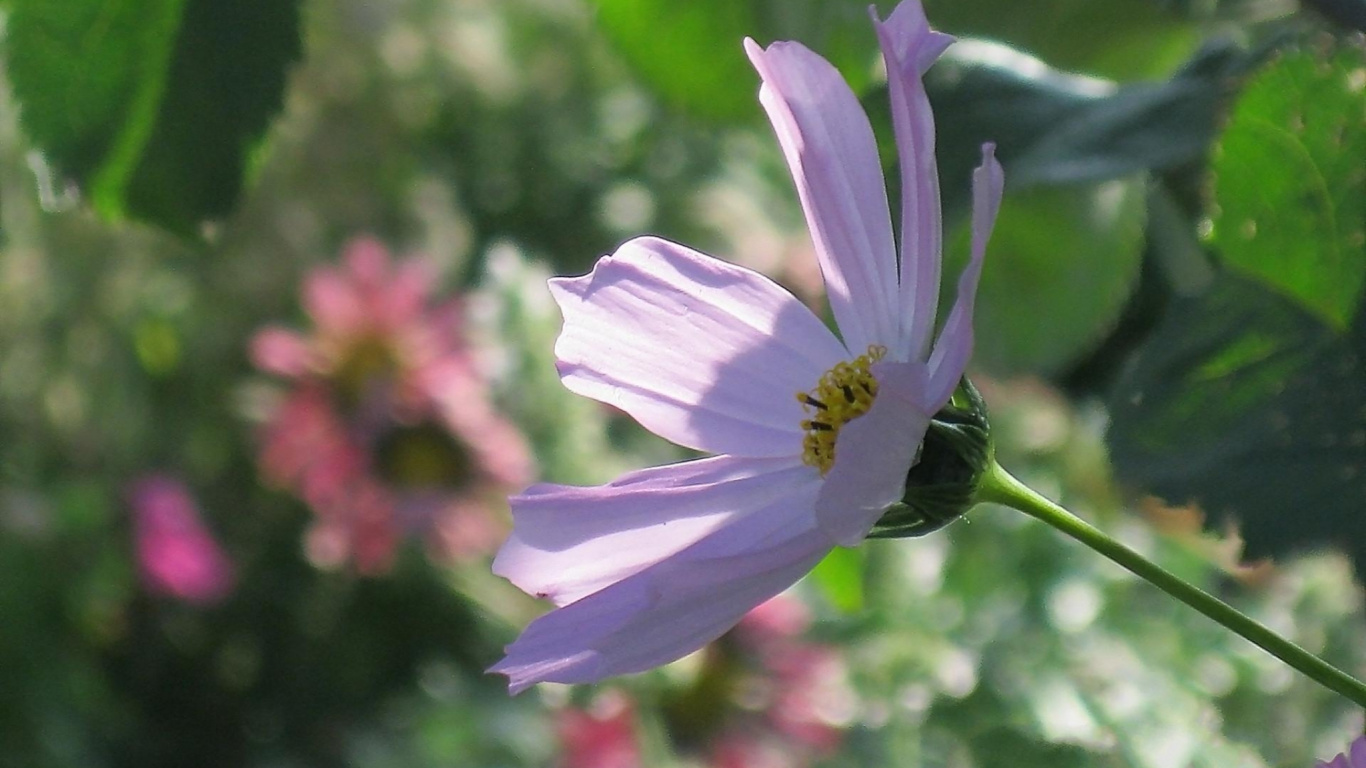 Purple Flower in Tilt Shift Lens. Wallpaper in 1366x768 Resolution
