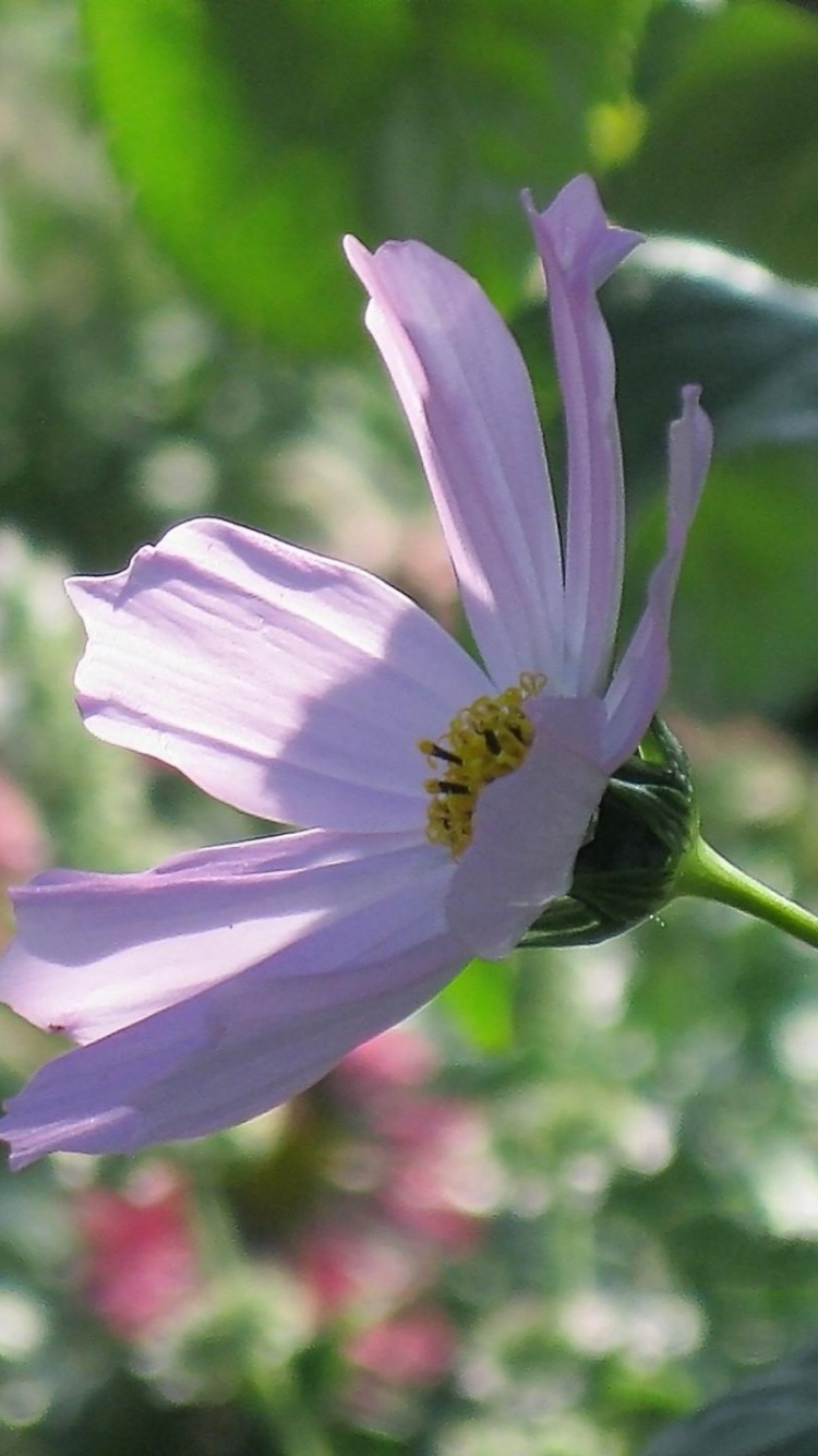 Purple Flower in Tilt Shift Lens. Wallpaper in 750x1334 Resolution