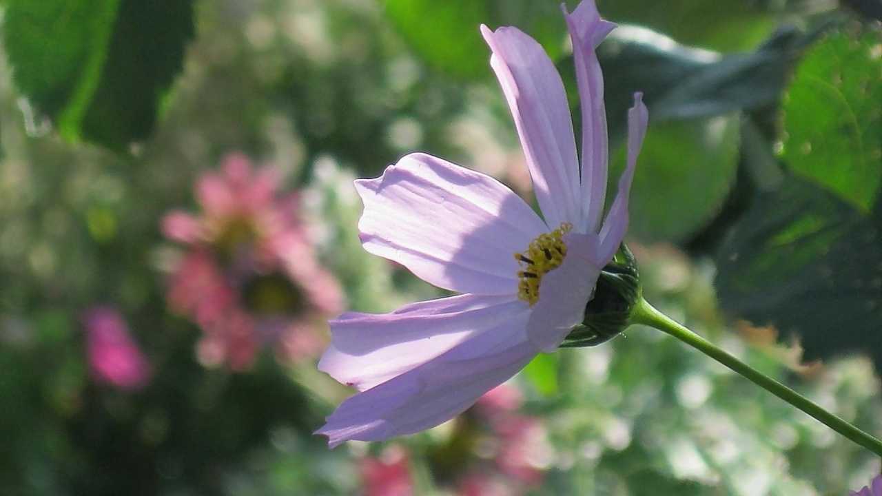 Lila Blume in Tilt-Shift-Linse. Wallpaper in 1280x720 Resolution