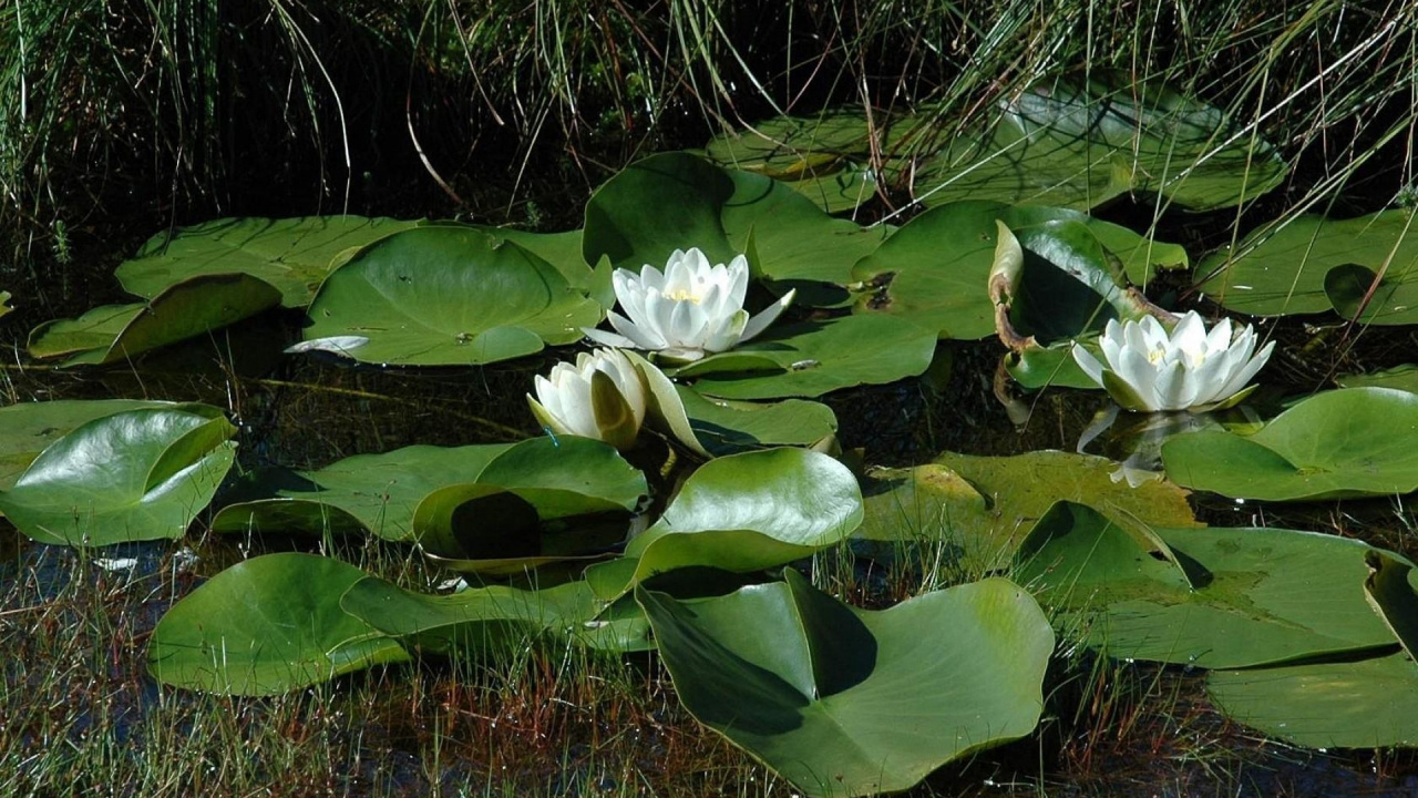 White Lotus Flower in Bloom During Daytime. Wallpaper in 1280x720 Resolution