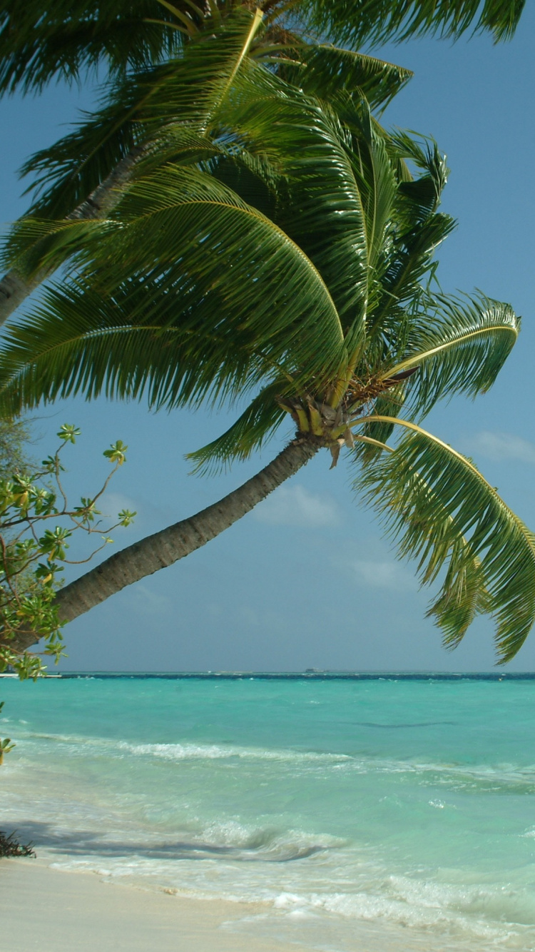 Green Palm Tree on Beach During Daytime. Wallpaper in 750x1334 Resolution