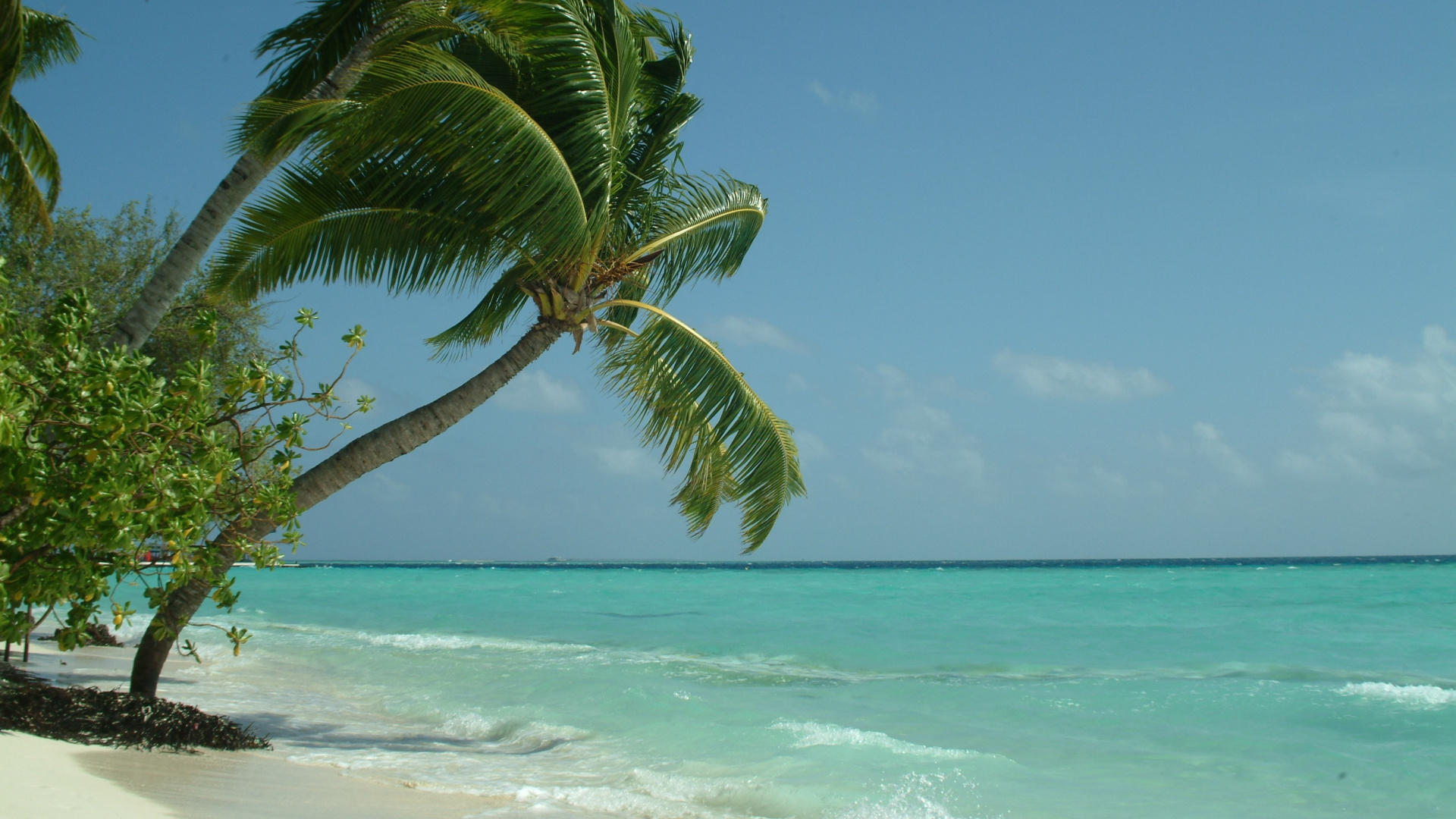 Palmera Verde en la Playa Durante el Día. Wallpaper in 1920x1080 Resolution