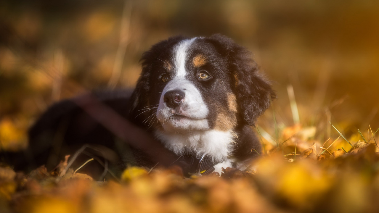 Perro, Perro de Montaña Bernés, Cachorro, Raza de Perro, Perro de Compañía. Wallpaper in 1280x720 Resolution