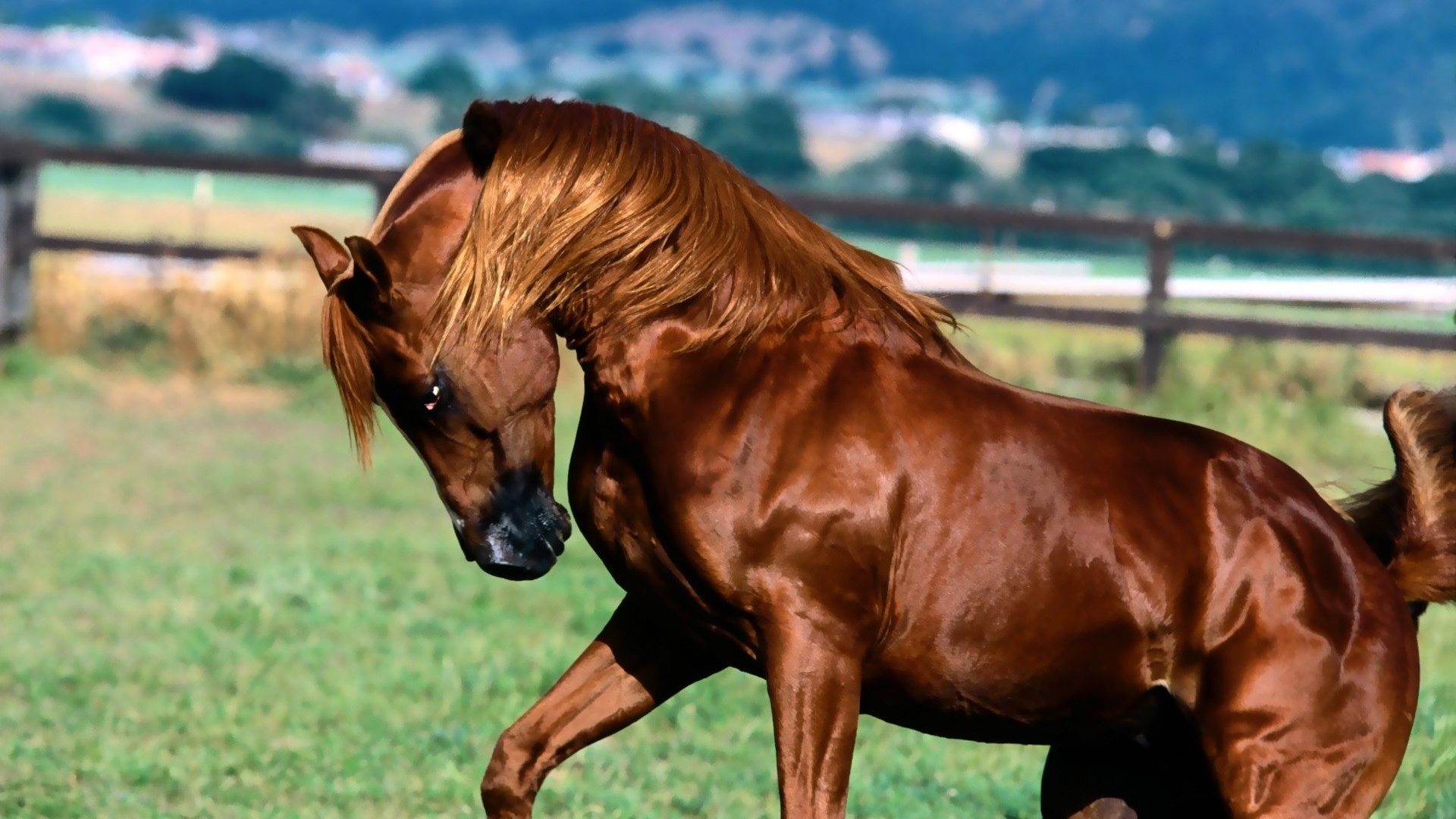 Brown Horse on Green Grass Field During Daytime. Wallpaper in 1920x1080 Resolution