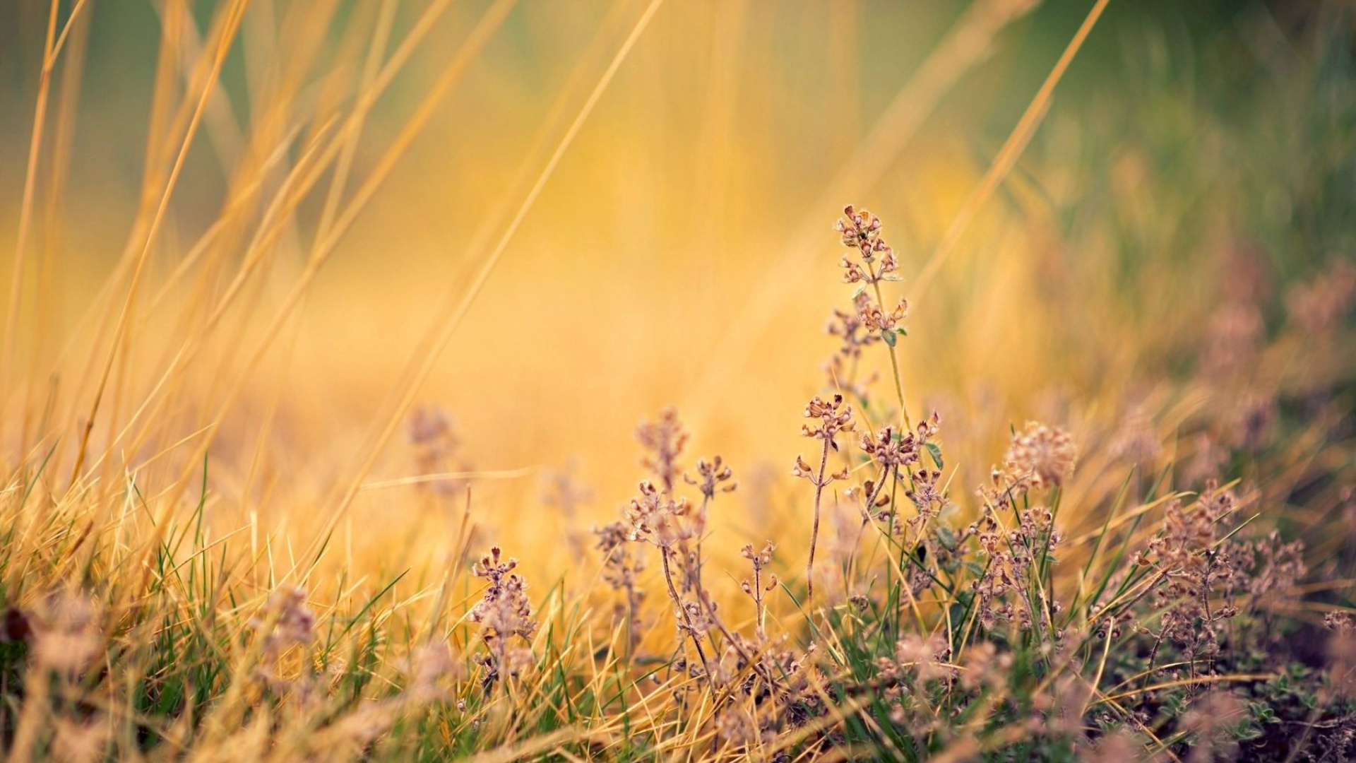 Natur, Gras, Naturlandschaft, Lavendel, Gras-Familie. Wallpaper in 1920x1080 Resolution