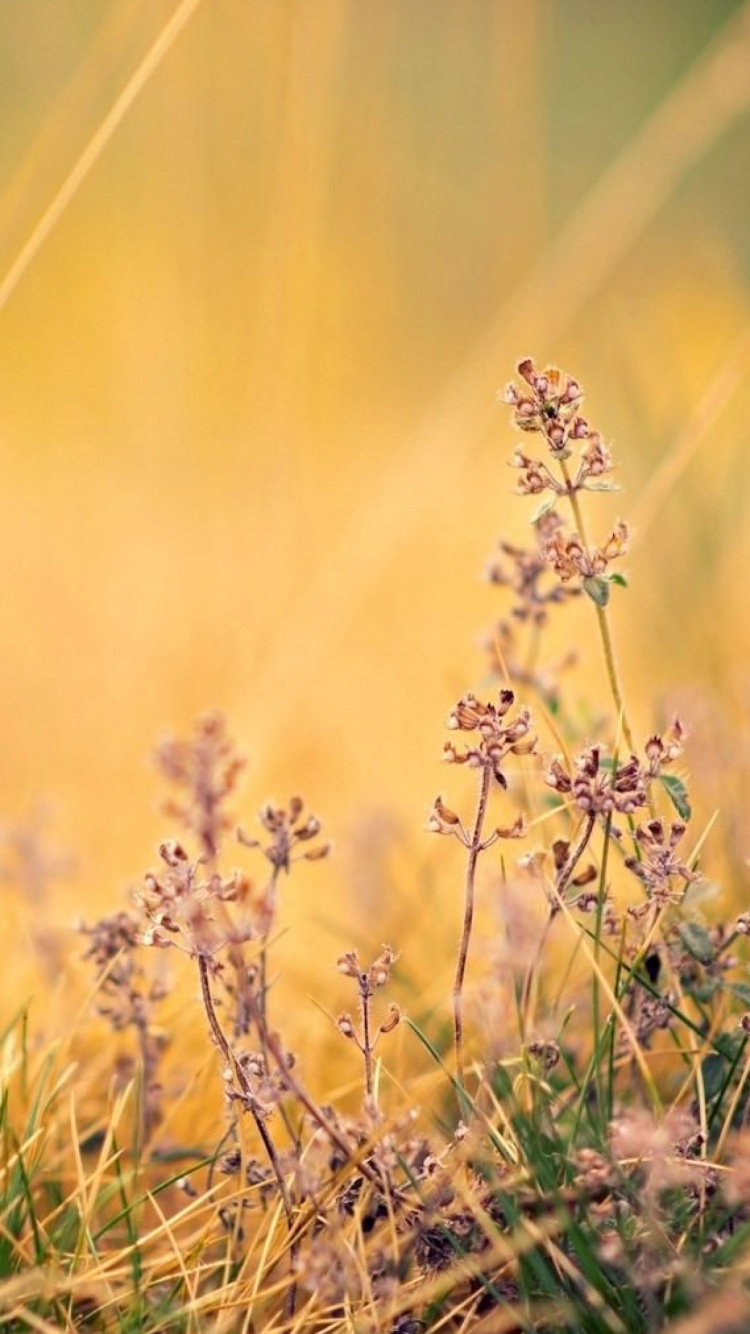 Natur, Gras, Naturlandschaft, Lavendel, Gras-Familie. Wallpaper in 750x1334 Resolution