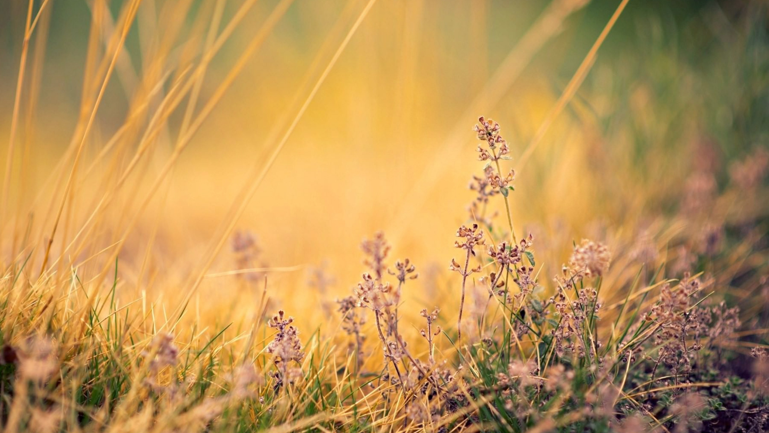 Naturaleza, Paisaje Natural, Lavanda, Hierba de la Familia, la Luz Del Sol. Wallpaper in 2560x1440 Resolution