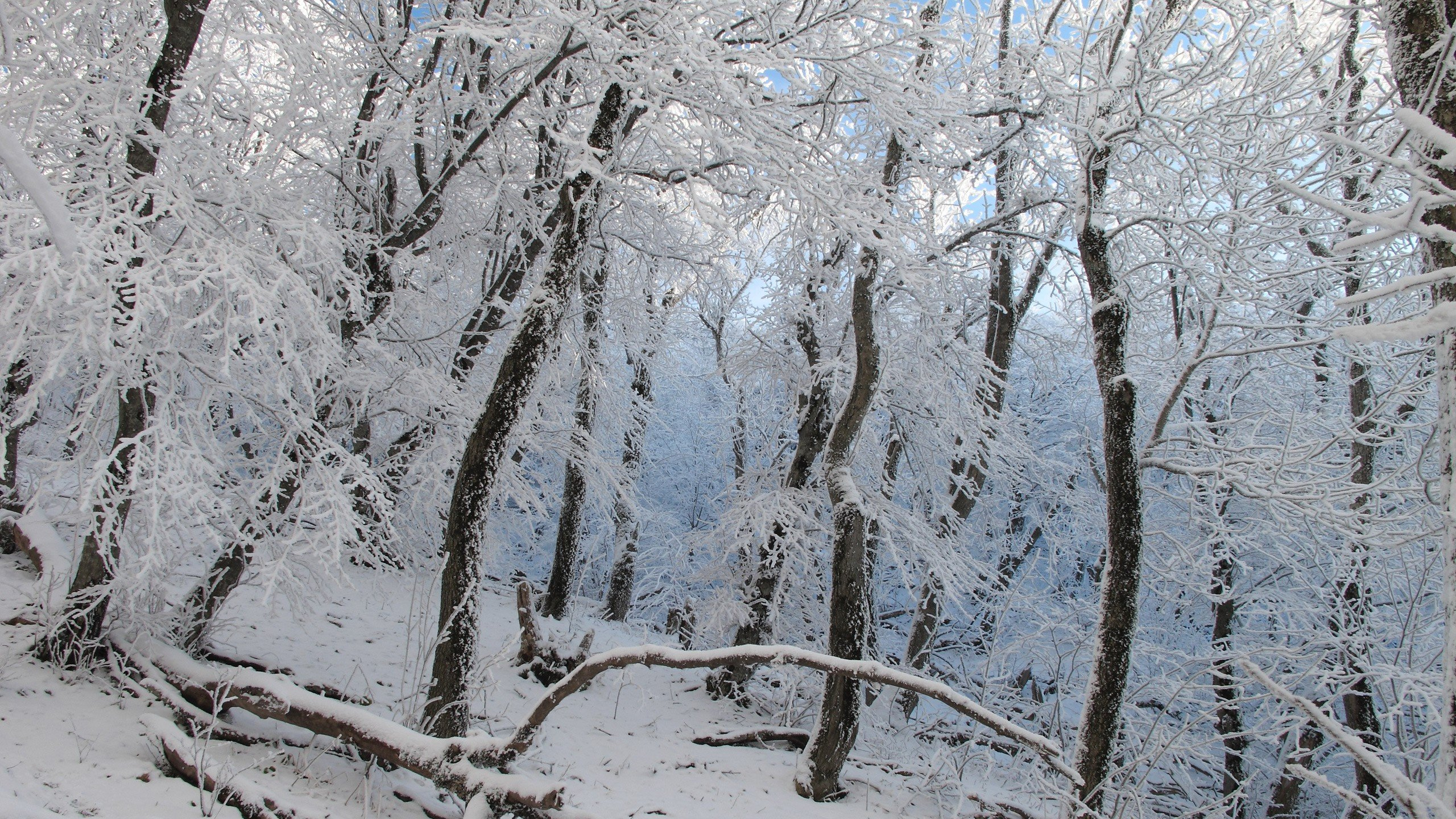 Arbres Couverts de Neige Pendant la Journée. Wallpaper in 2560x1440 Resolution
