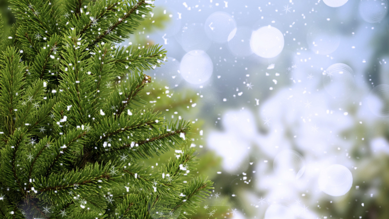 Green Pine Tree With White and Blue Lights. Wallpaper in 1366x768 Resolution