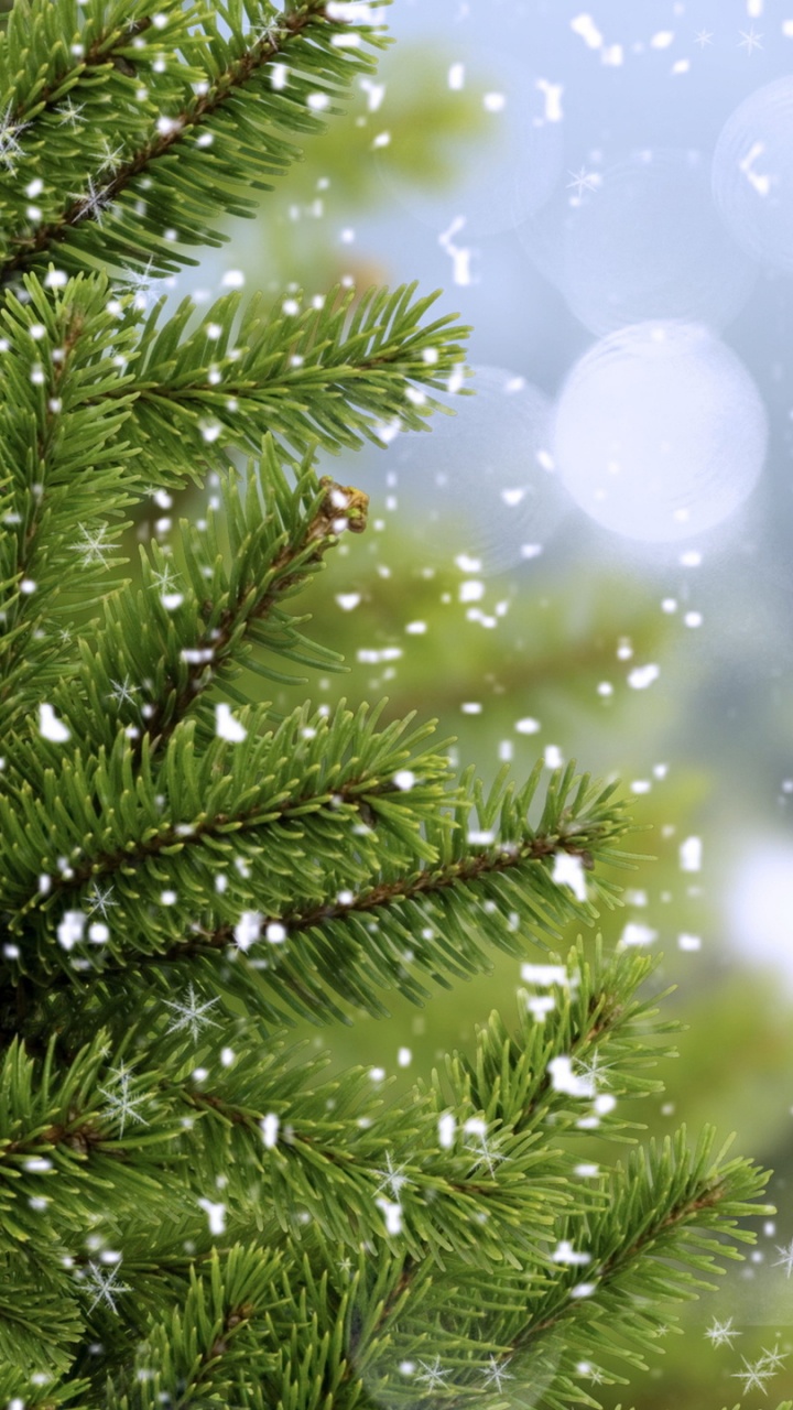 Pino Verde Con Luces Blancas y Azules. Wallpaper in 720x1280 Resolution
