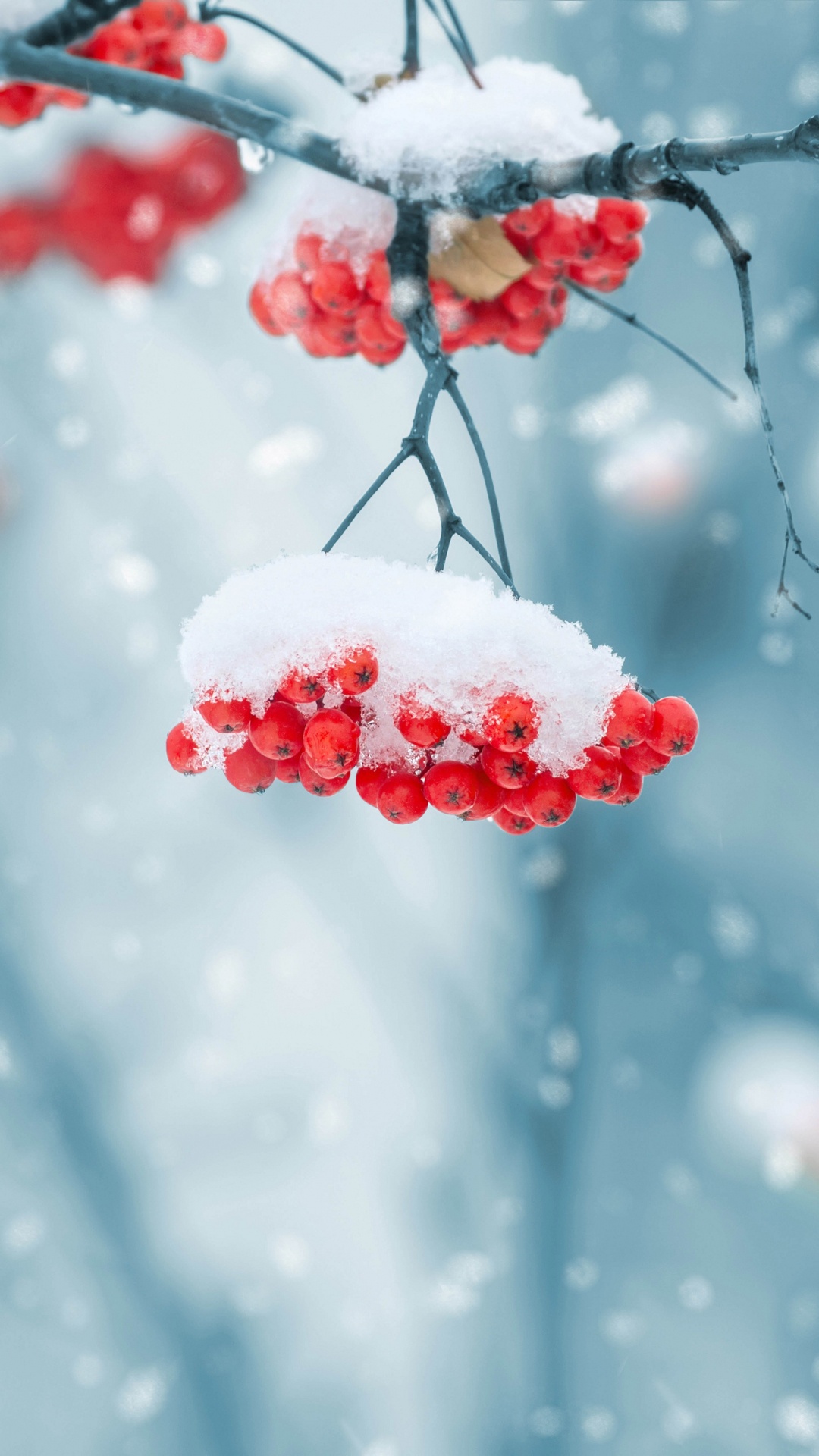 Red Round Fruits Covered With Snow. Wallpaper in 1080x1920 Resolution