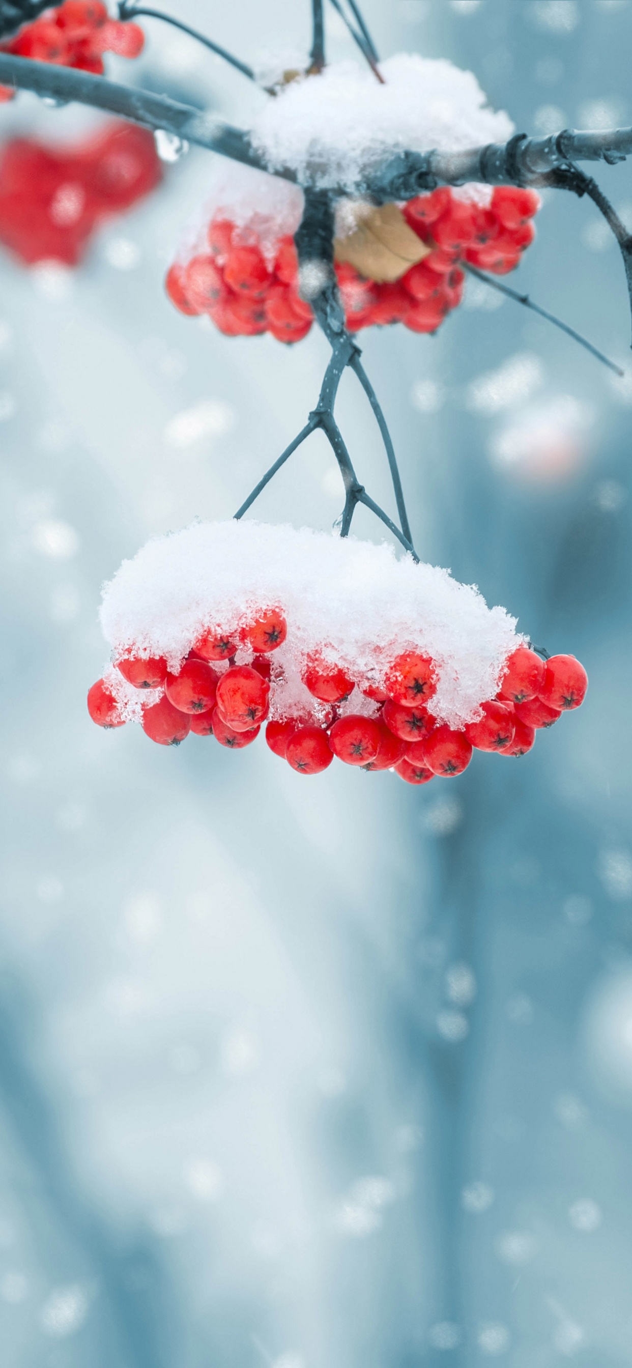 Red Round Fruits Covered With Snow. Wallpaper in 1242x2688 Resolution