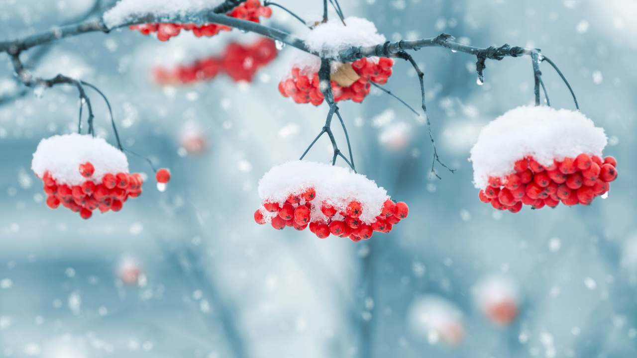 Red Round Fruits Covered With Snow. Wallpaper in 1280x720 Resolution