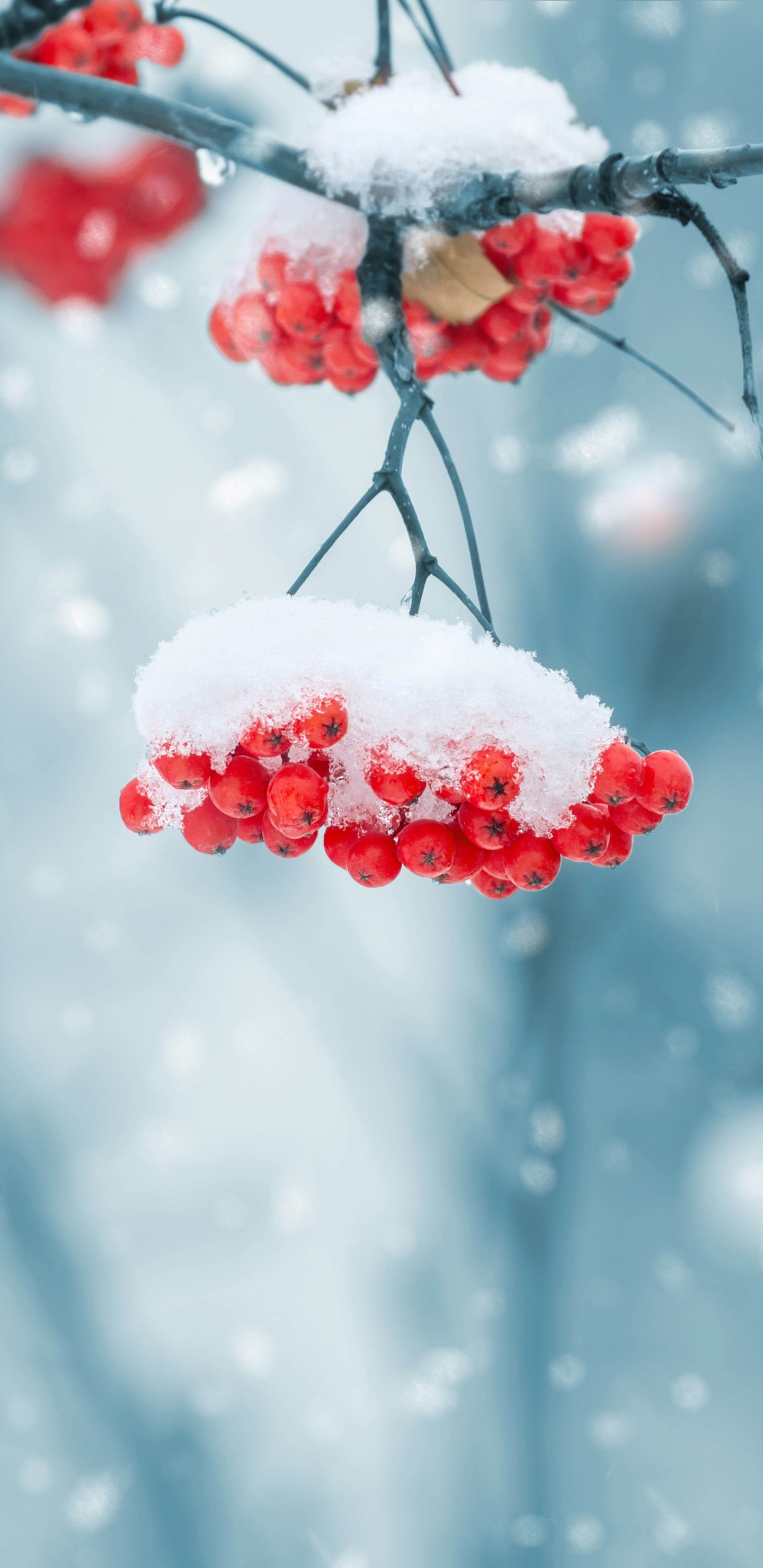 Red Round Fruits Covered With Snow. Wallpaper in 1440x2960 Resolution