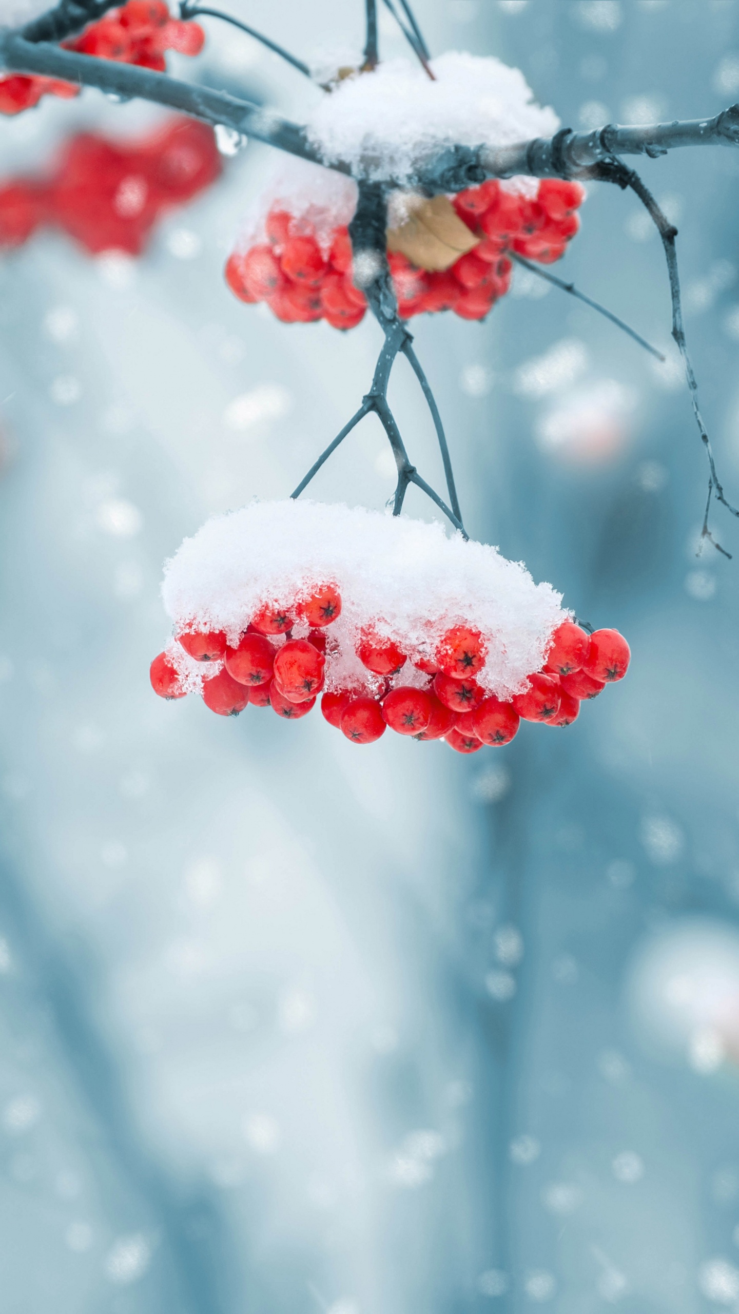Rote Runde Früchte Mit Schnee Bedeckt. Wallpaper in 1440x2560 Resolution