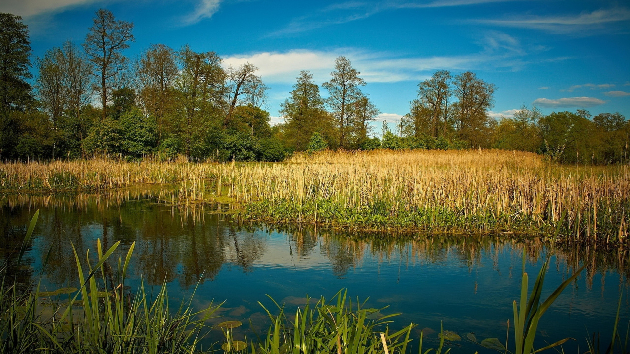 Green Grass Field Near Body of Water Under Blue Sky During Daytime. Wallpaper in 1280x720 Resolution