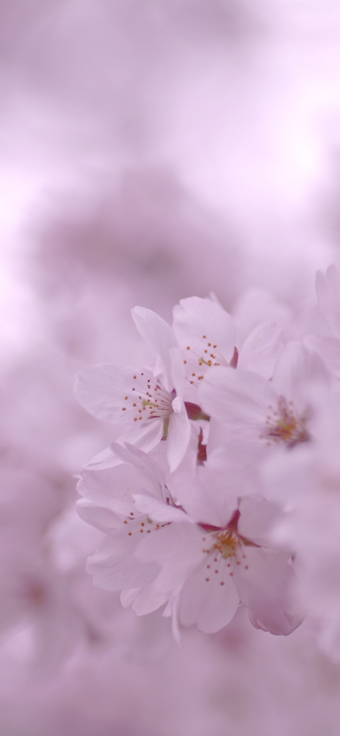 Flor de Cerezo Blanco en Fotografía de Cerca. Wallpaper in 1125x2436 Resolution