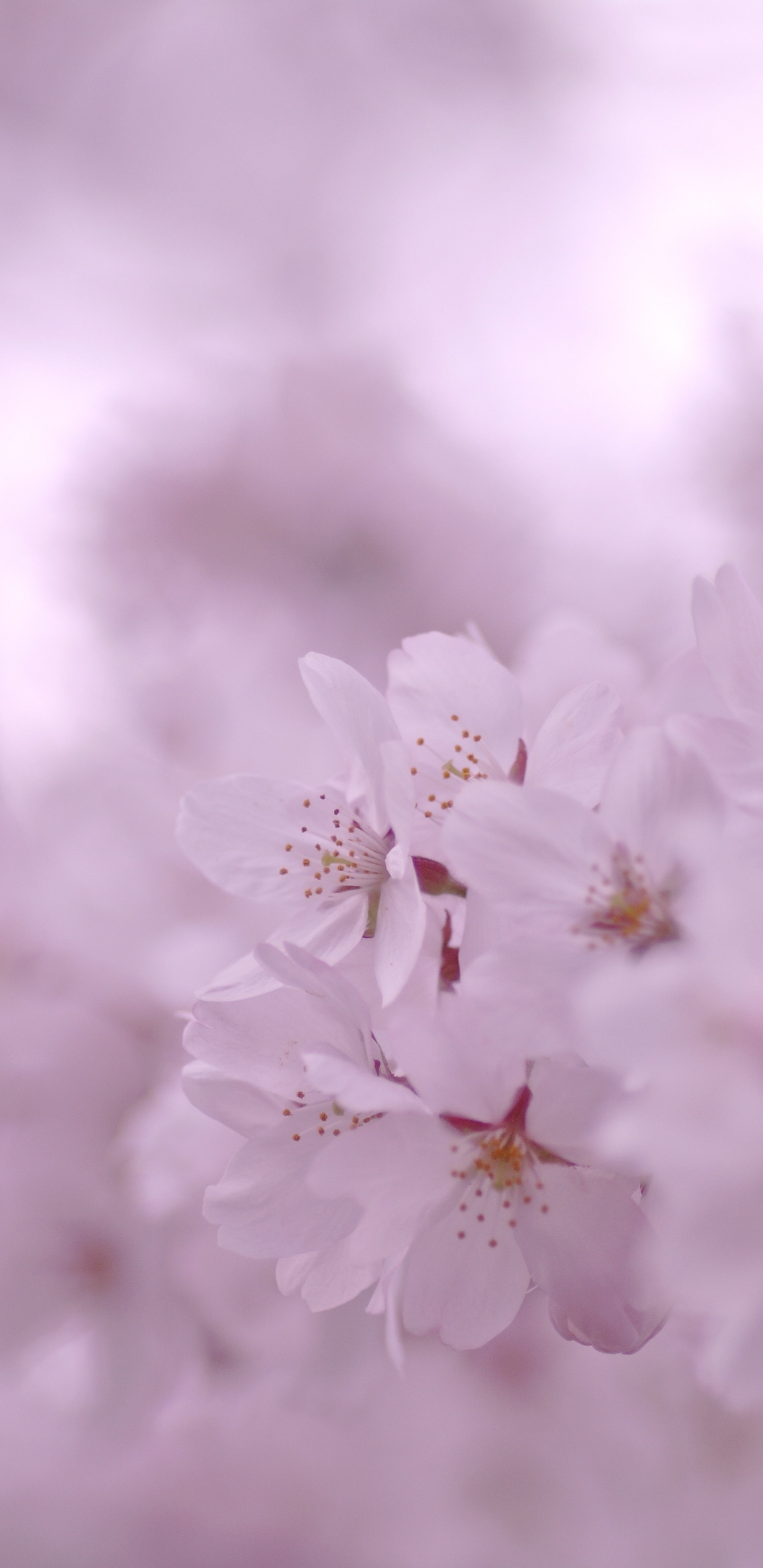 Weiße Kirschblüte in Nahaufnahme. Wallpaper in 1440x2960 Resolution