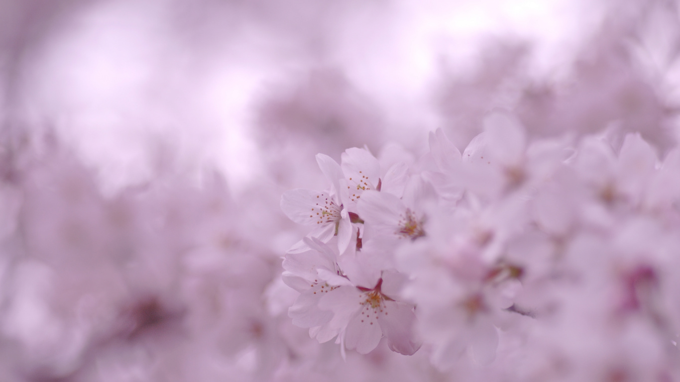 White Cherry Blossom in Close up Photography. Wallpaper in 1366x768 Resolution