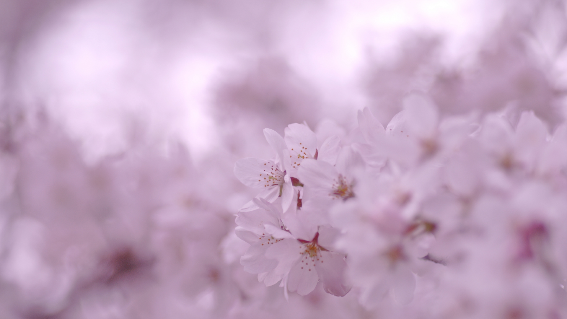 White Cherry Blossom in Close up Photography. Wallpaper in 1920x1080 Resolution