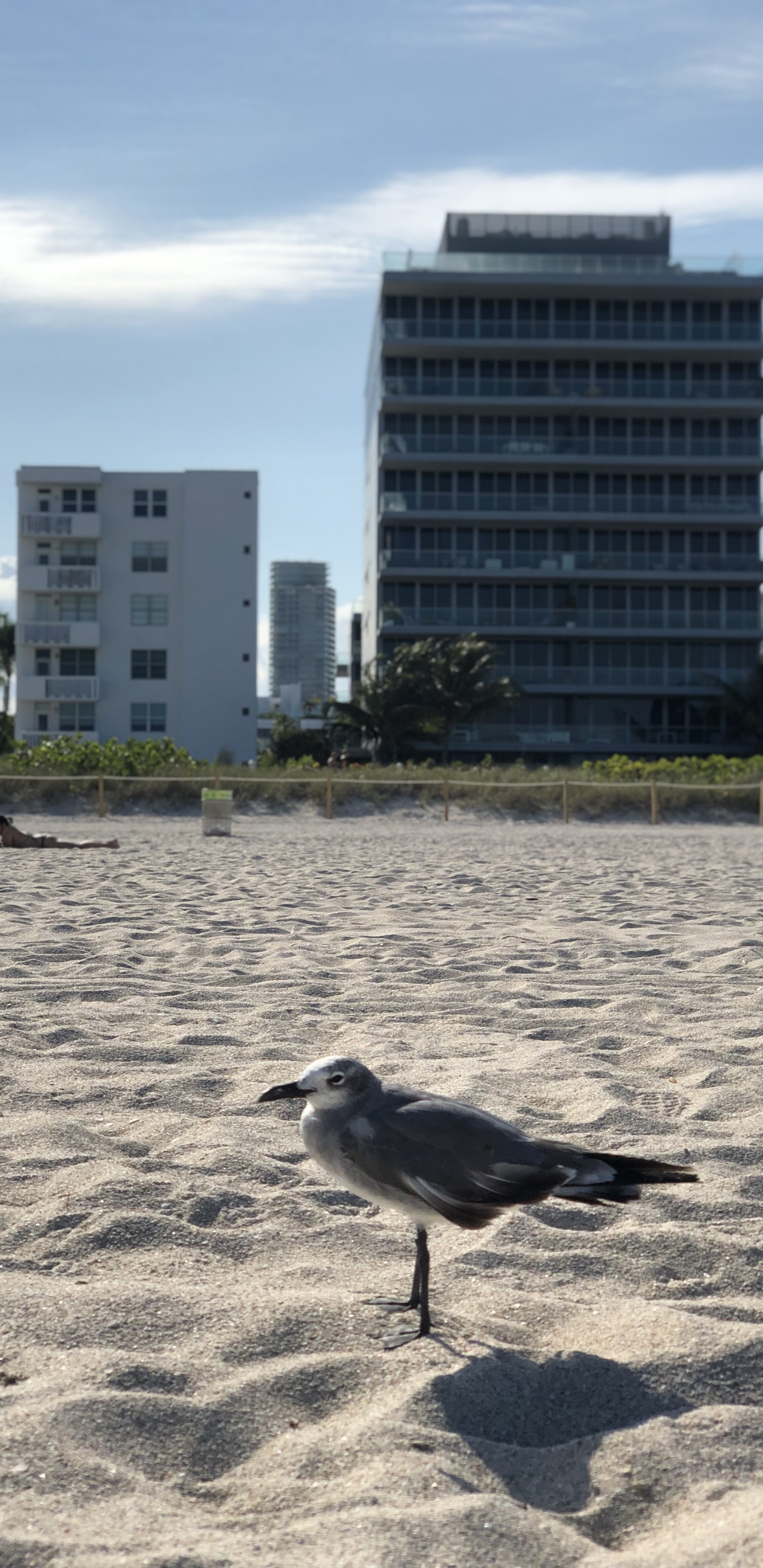 Miami, Miami Beach, Eau, Oiseau, Copropriété. Wallpaper in 1440x2960 Resolution