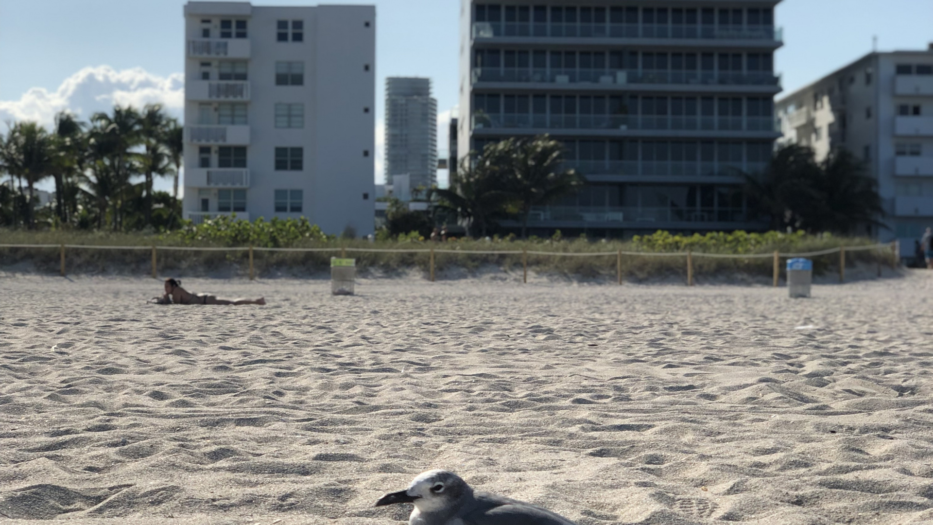 Miami, Miami Beach, Eau, Oiseau, Copropriété. Wallpaper in 1920x1080 Resolution