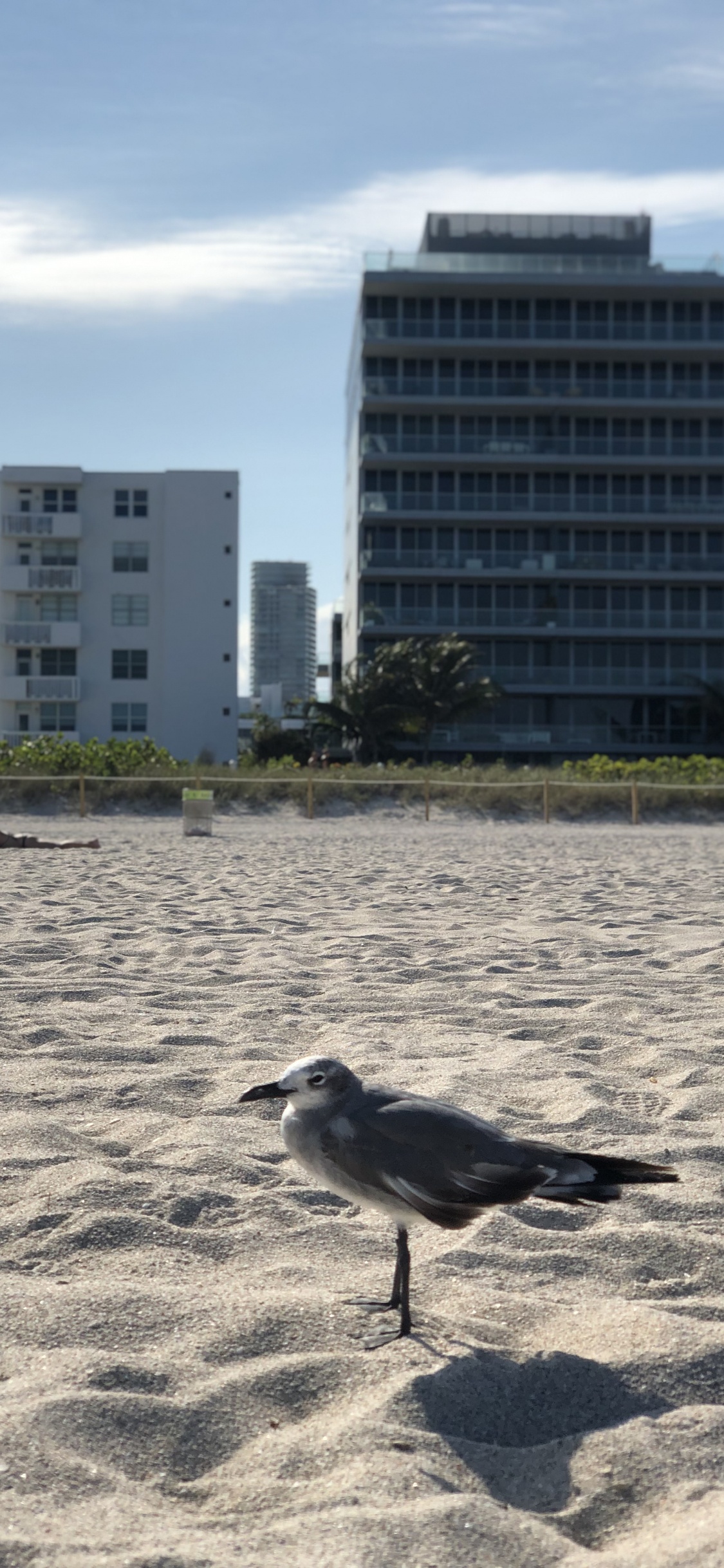 Miami, Miami Beach, Water, Bird, Condominium. Wallpaper in 1125x2436 Resolution