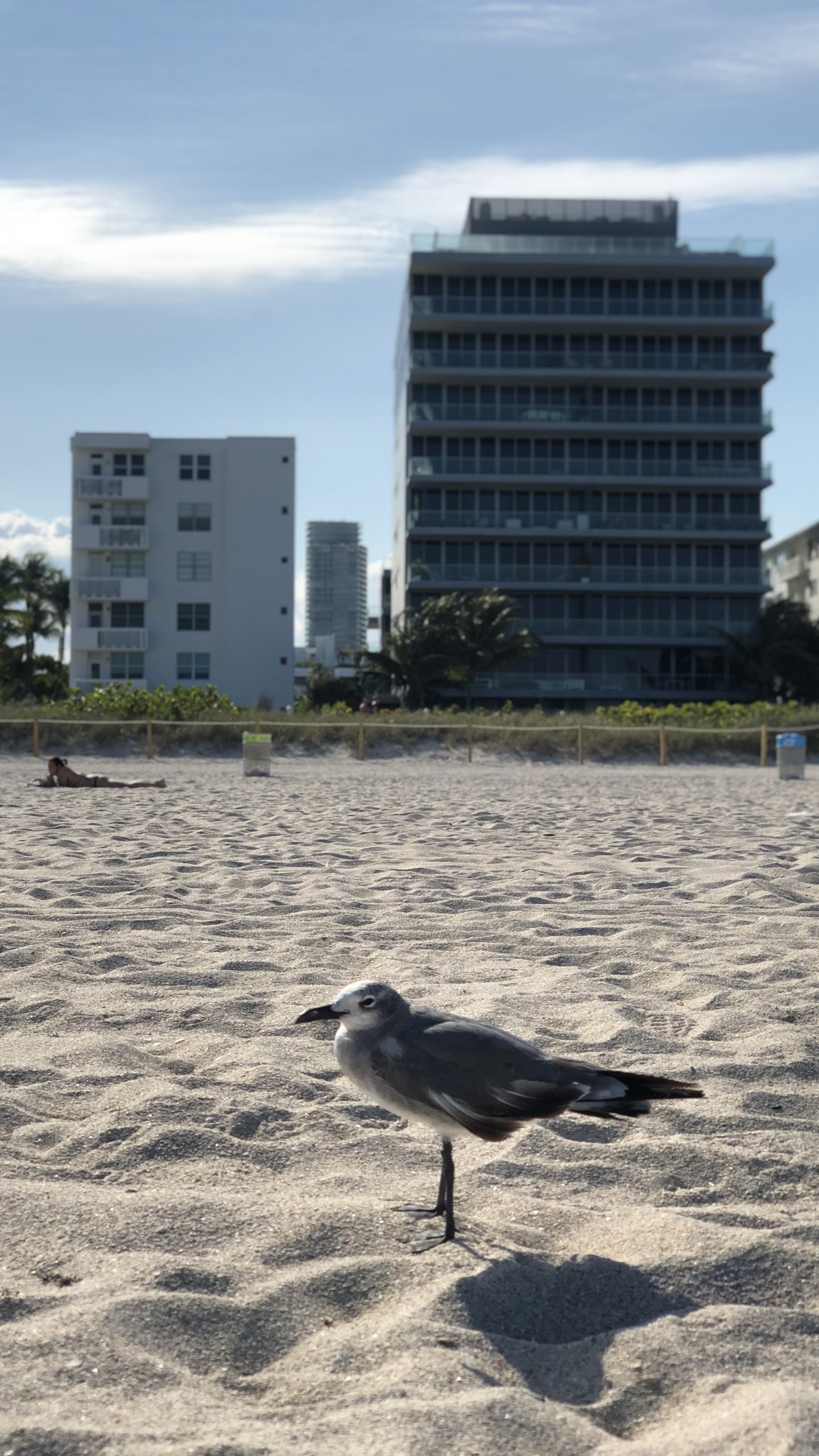 Miami, Miami Beach, Water, Bird, Condominium. Wallpaper in 1440x2560 Resolution