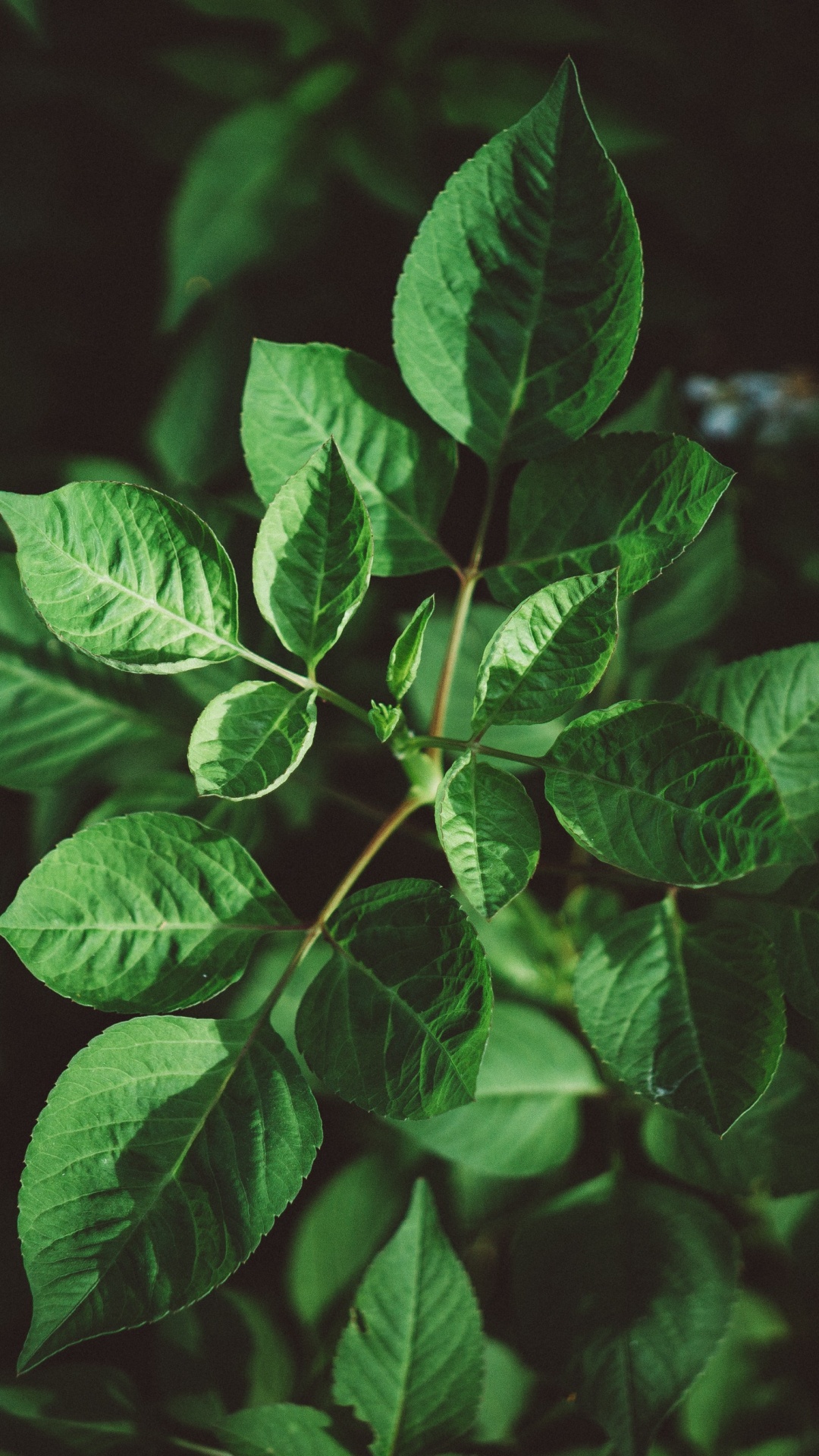 Leaf, Green, Plant, Flower, Botany. Wallpaper in 1080x1920 Resolution