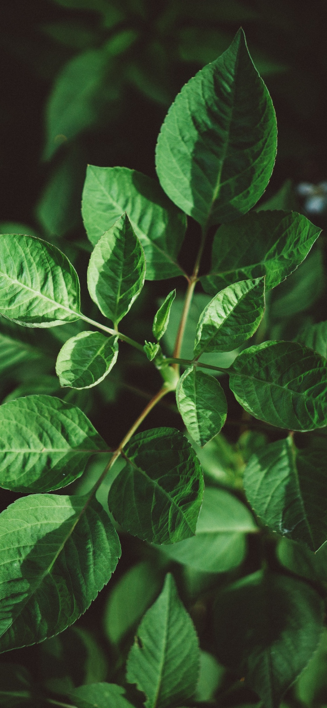Leaf, Green, Plant, Flower, Botany. Wallpaper in 1125x2436 Resolution