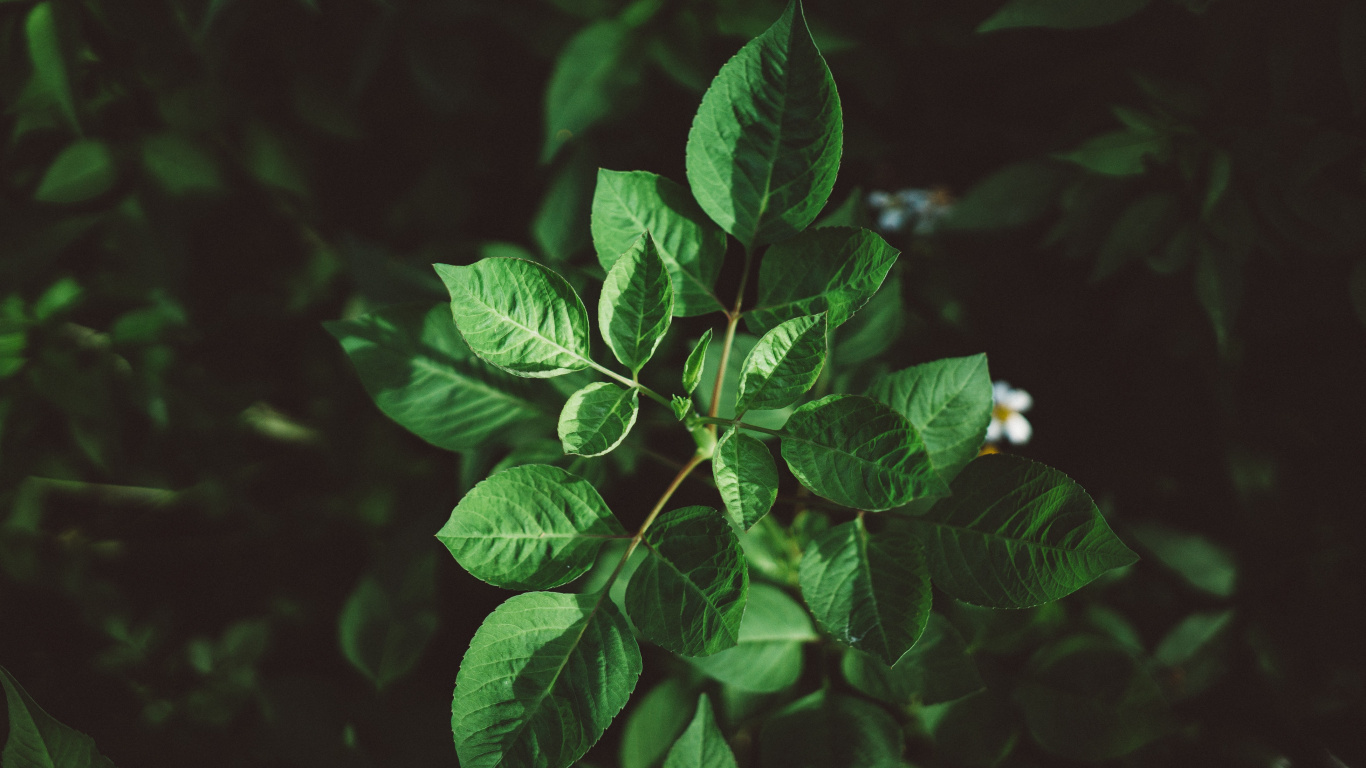 绿色的, 草药, 显花植物, 血管植物, 工厂 壁纸 1366x768 允许