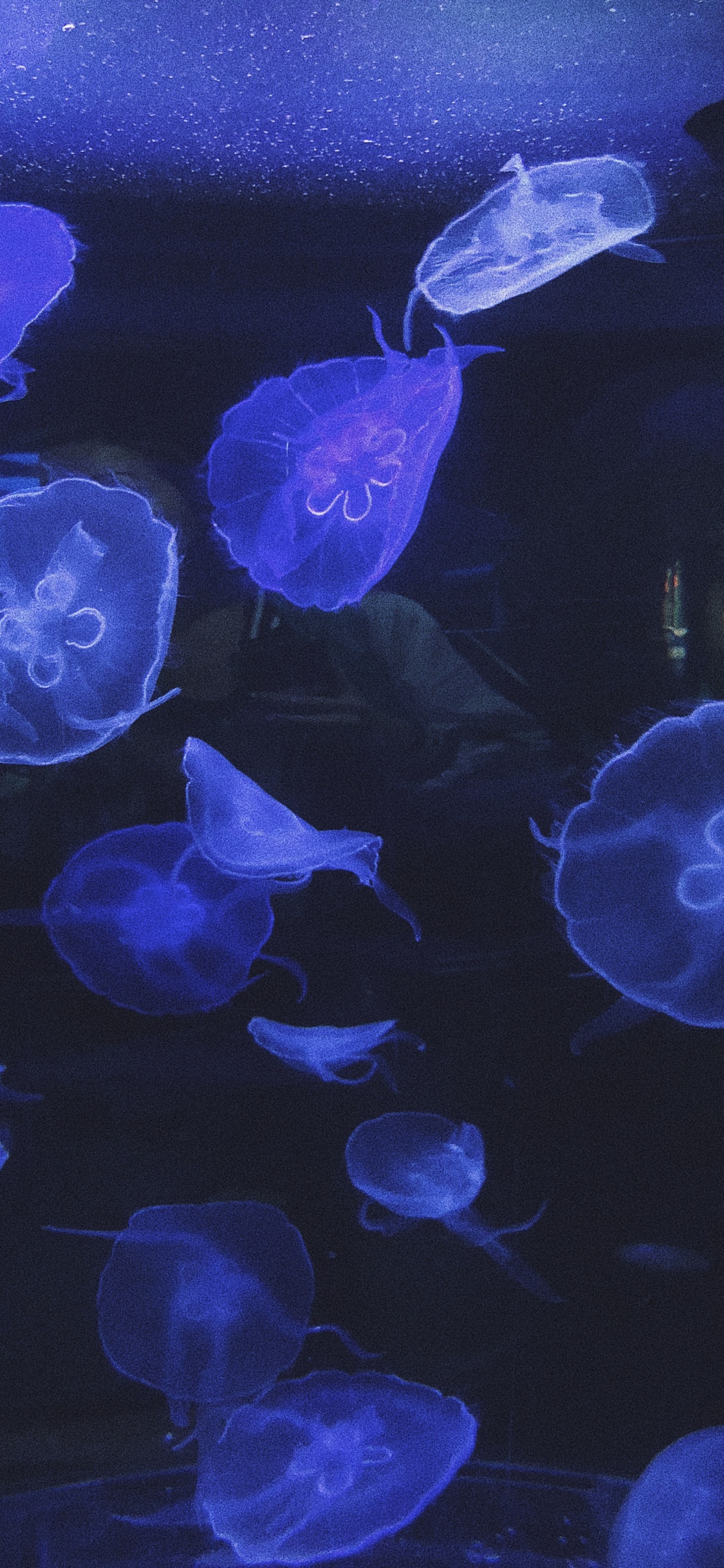 Jellyfish, Marine Biology, Marine Invertebrates, Body of Water, Invertebrate. Wallpaper in 1125x2436 Resolution