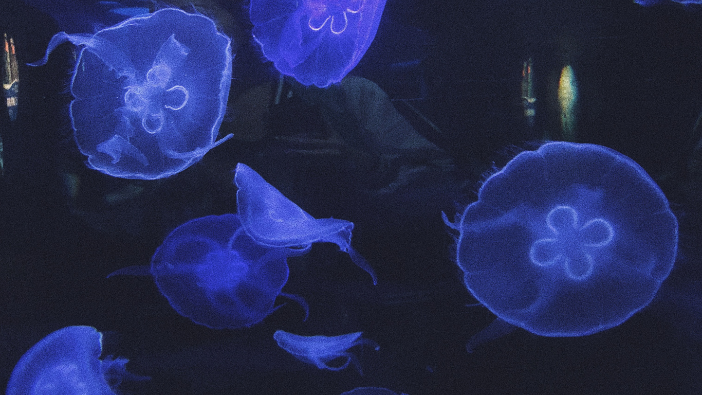 Jellyfish, Marine Biology, Marine Invertebrates, Body of Water, Invertebrate. Wallpaper in 1366x768 Resolution
