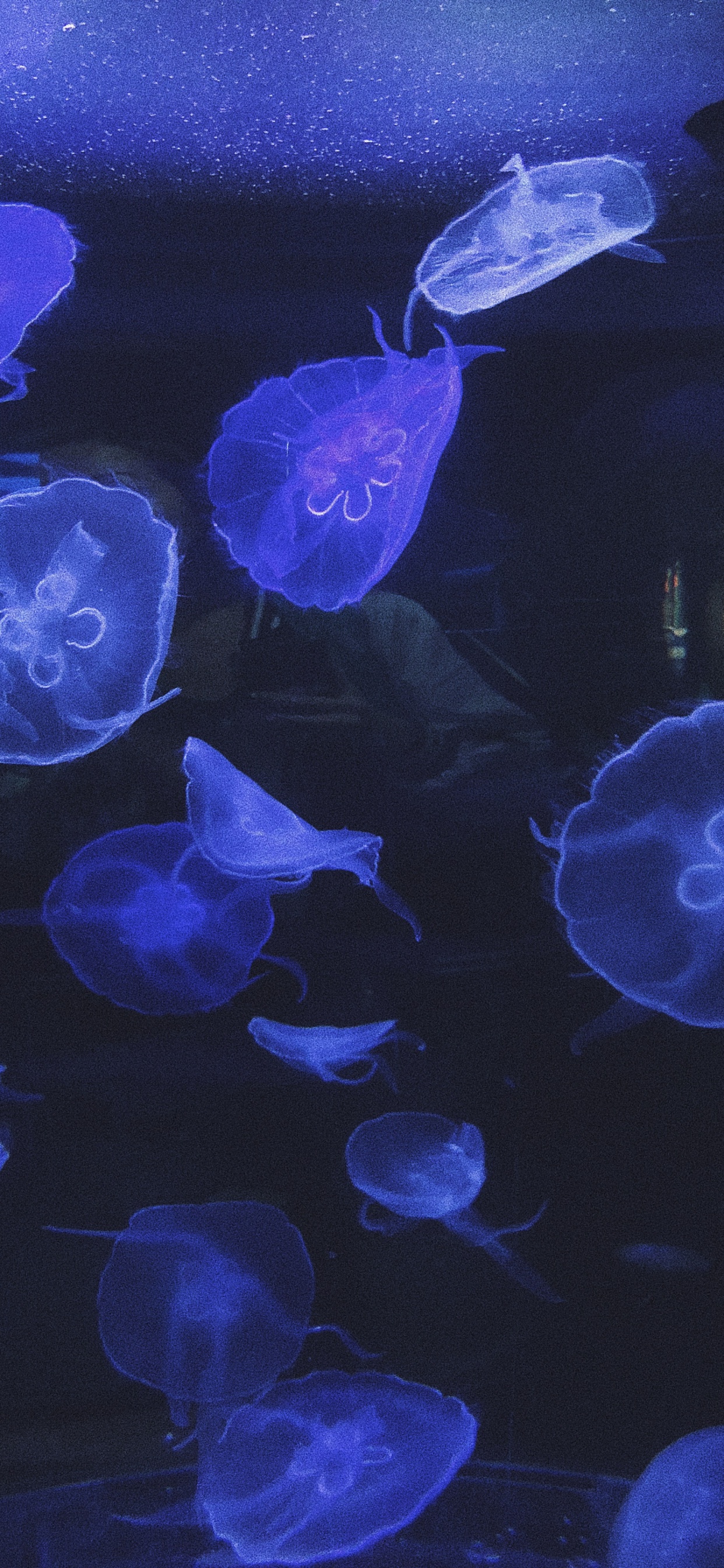 Qualle, Marine Biologie, Wirbellose, Gewässer, Unterwasser. Wallpaper in 1242x2688 Resolution