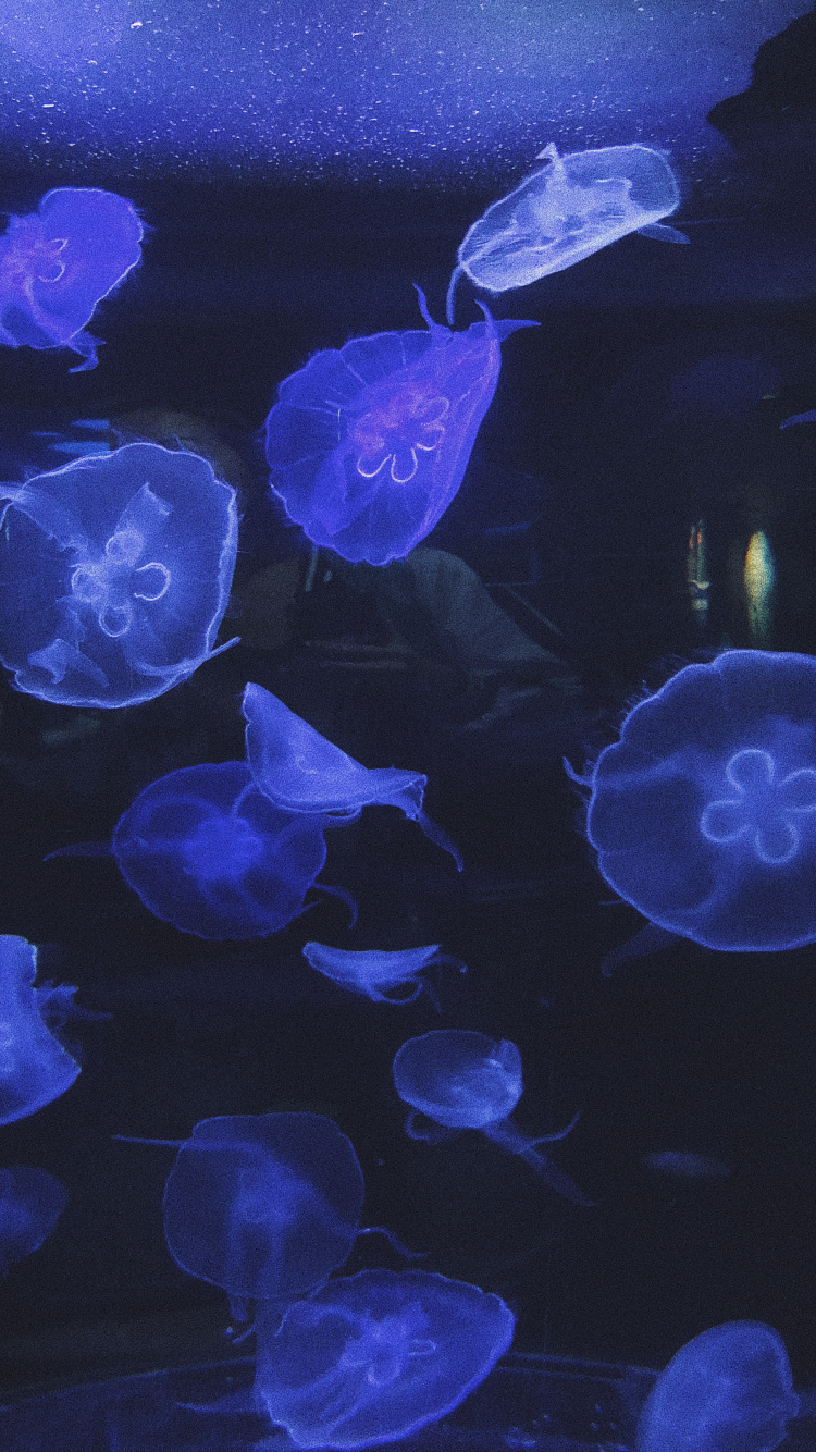 Qualle, Marine Biologie, Wirbellose, Gewässer, Unterwasser. Wallpaper in 750x1334 Resolution