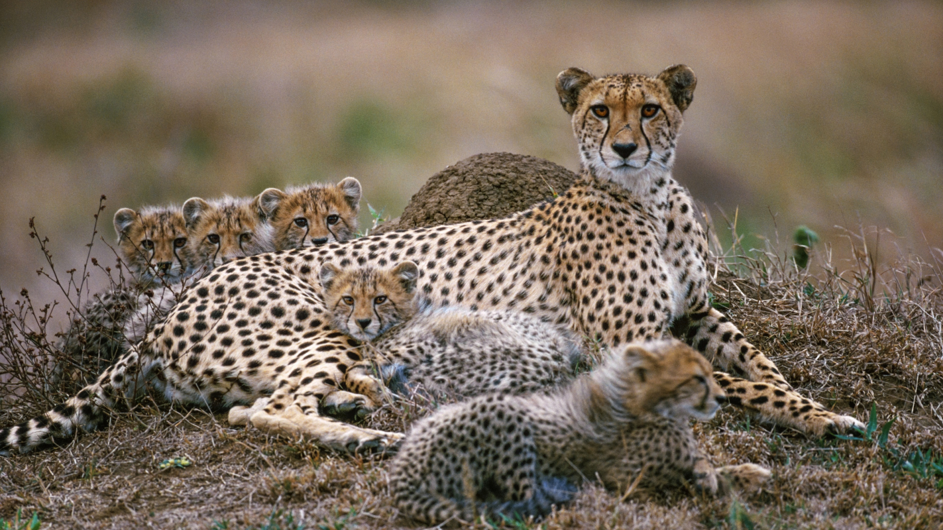 Cheetah and Cheetah on Brown Grass Field During Daytime. Wallpaper in 1920x1080 Resolution