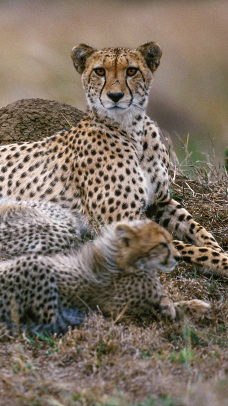 Gepard Und Gepard Auf Braunem Grasfeld Tagsüber. Wallpaper in 750x1334 Resolution