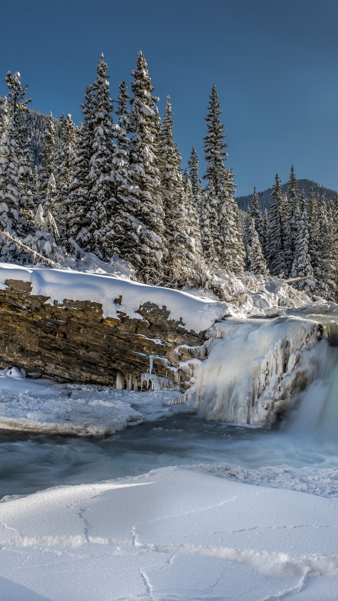 Schneebedeckte Kiefern Und Felder Tagsüber. Wallpaper in 1080x1920 Resolution