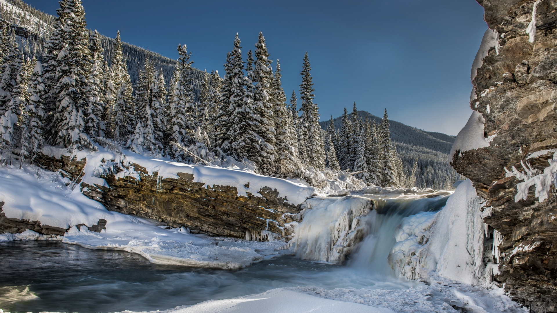 Snow Covered Pine Trees and Field During Daytime. Wallpaper in 1920x1080 Resolution