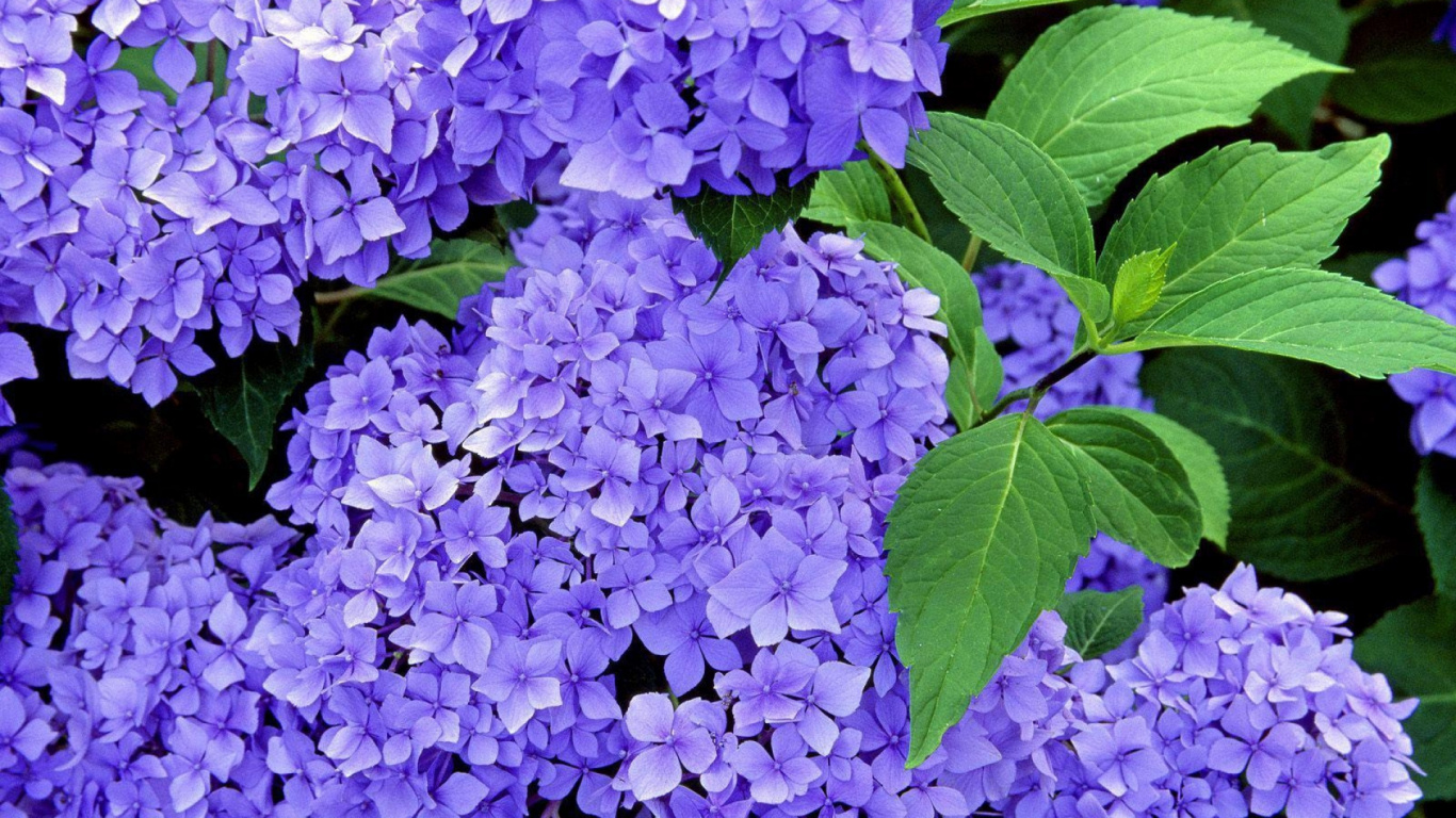 Grüne Und Violette Blütenblätter. Wallpaper in 1366x768 Resolution