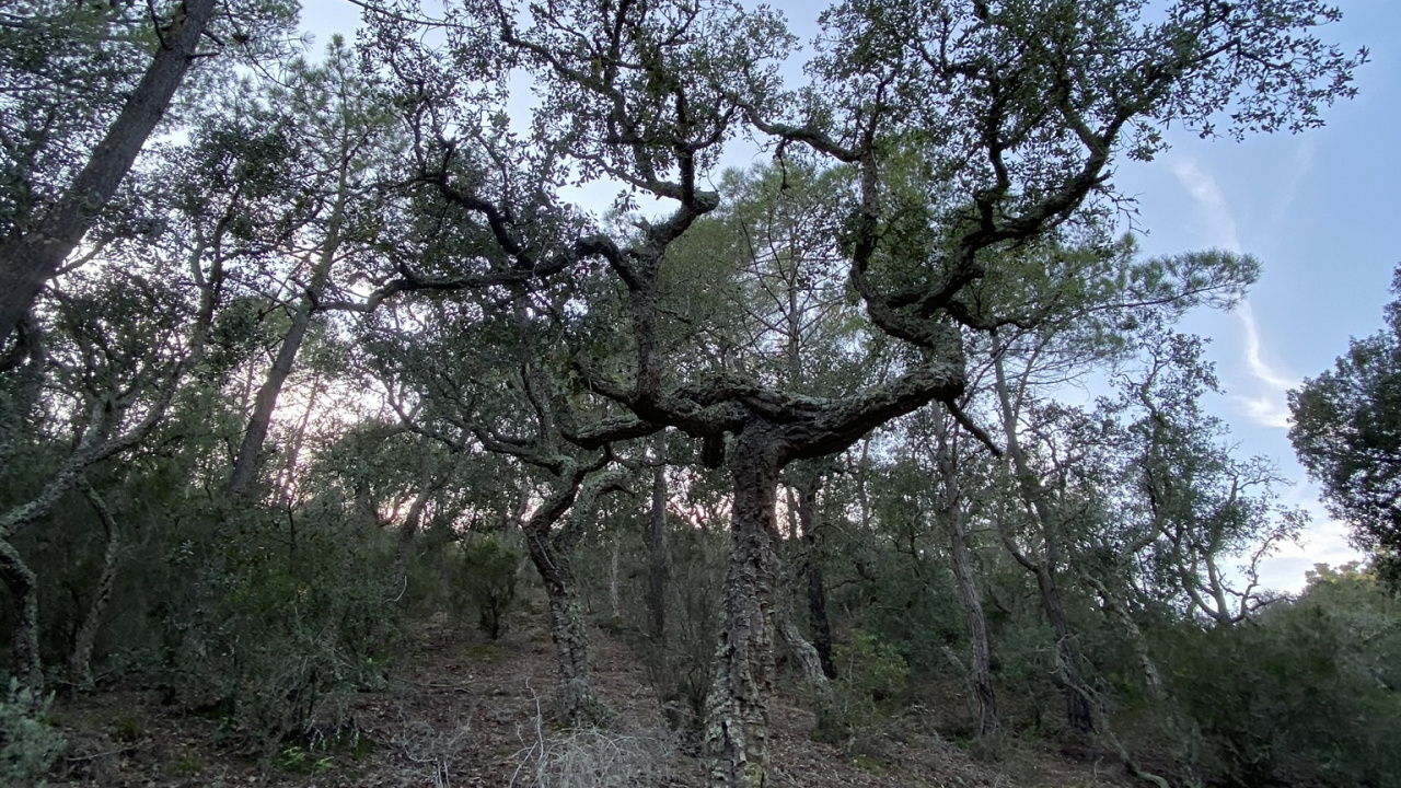 Baum, Heideflächen, Vegetation, Wissenschaft, Branch. Wallpaper in 1280x720 Resolution